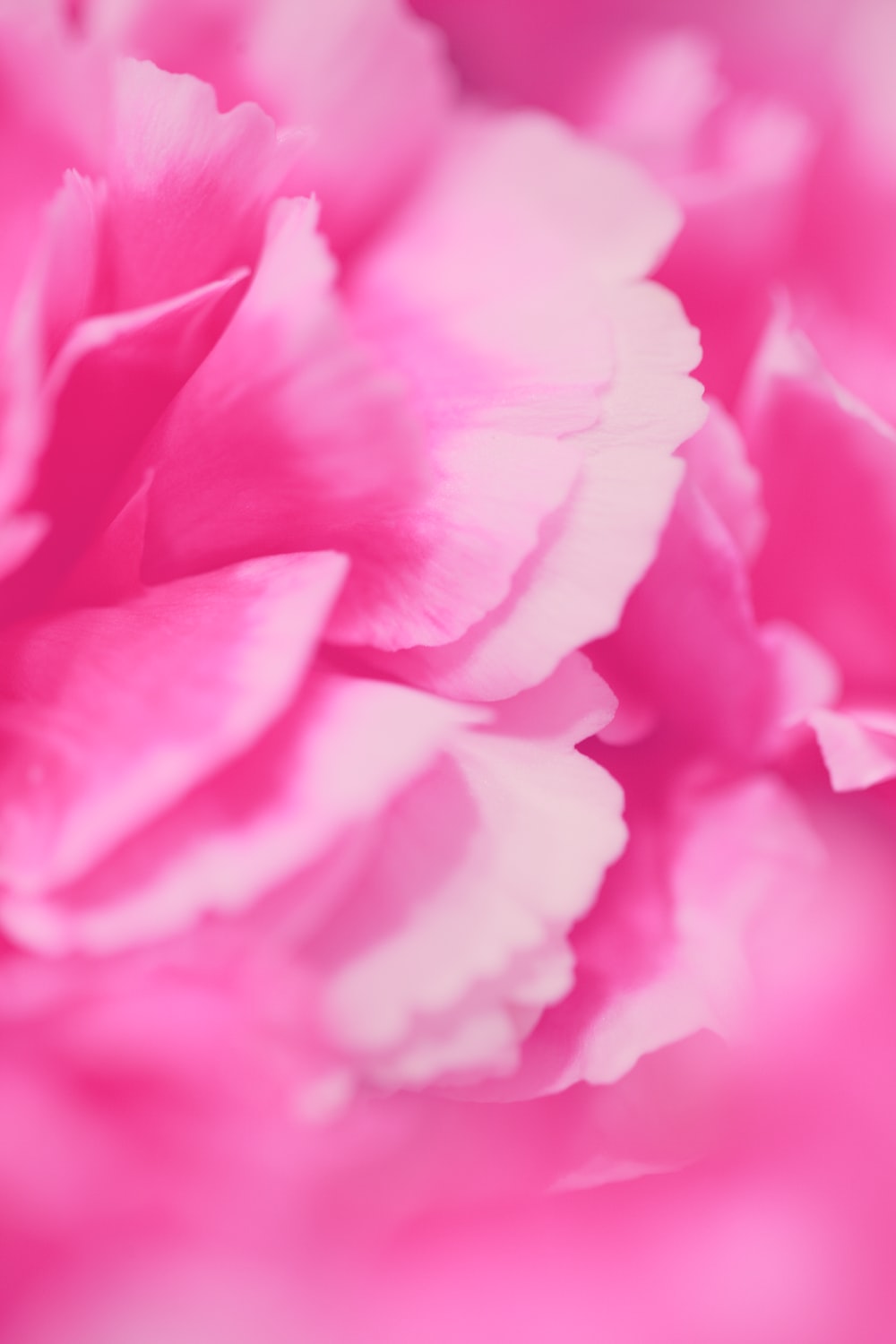 Pink Carnation Wallpapers