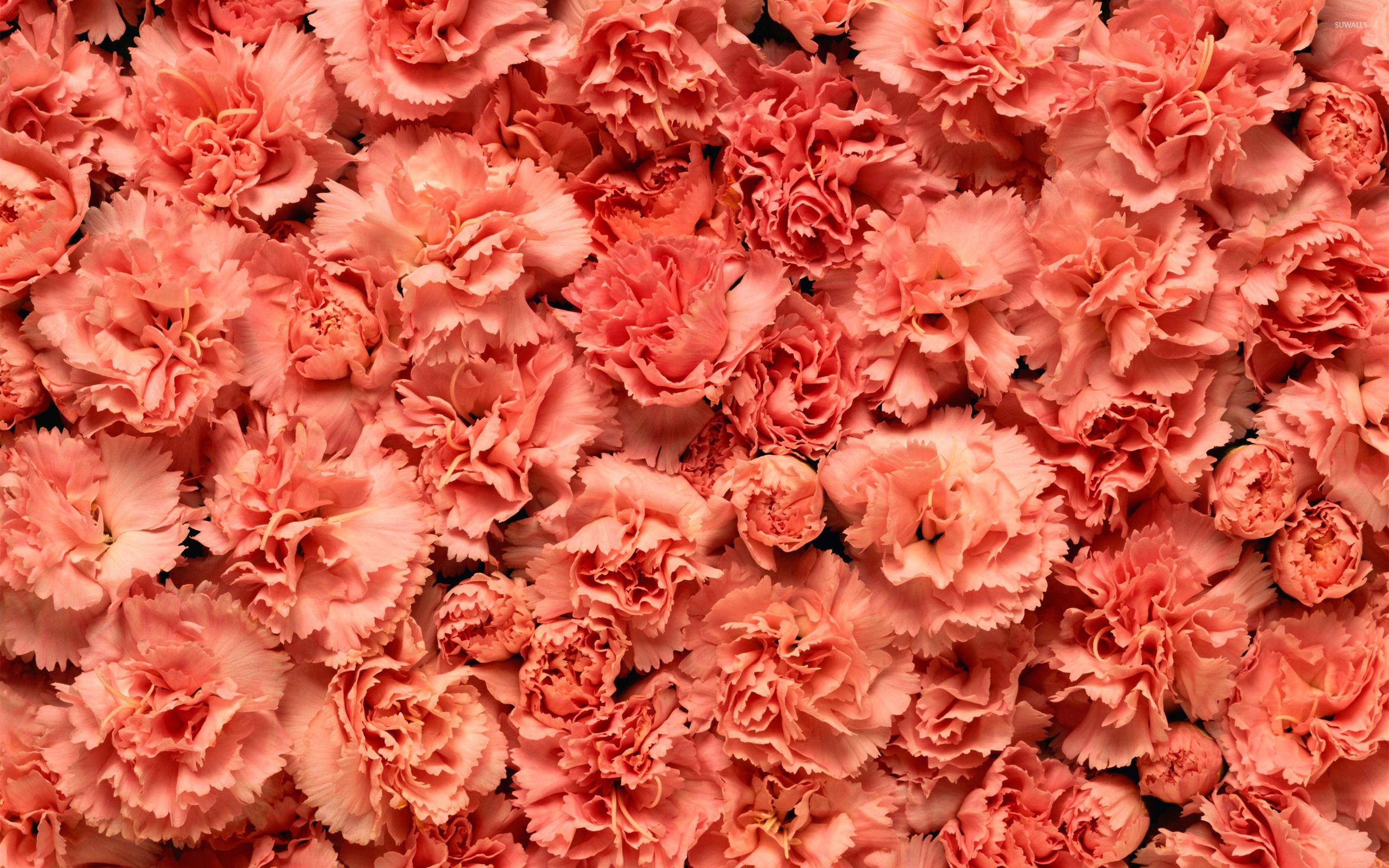 Pink Carnation Wallpapers