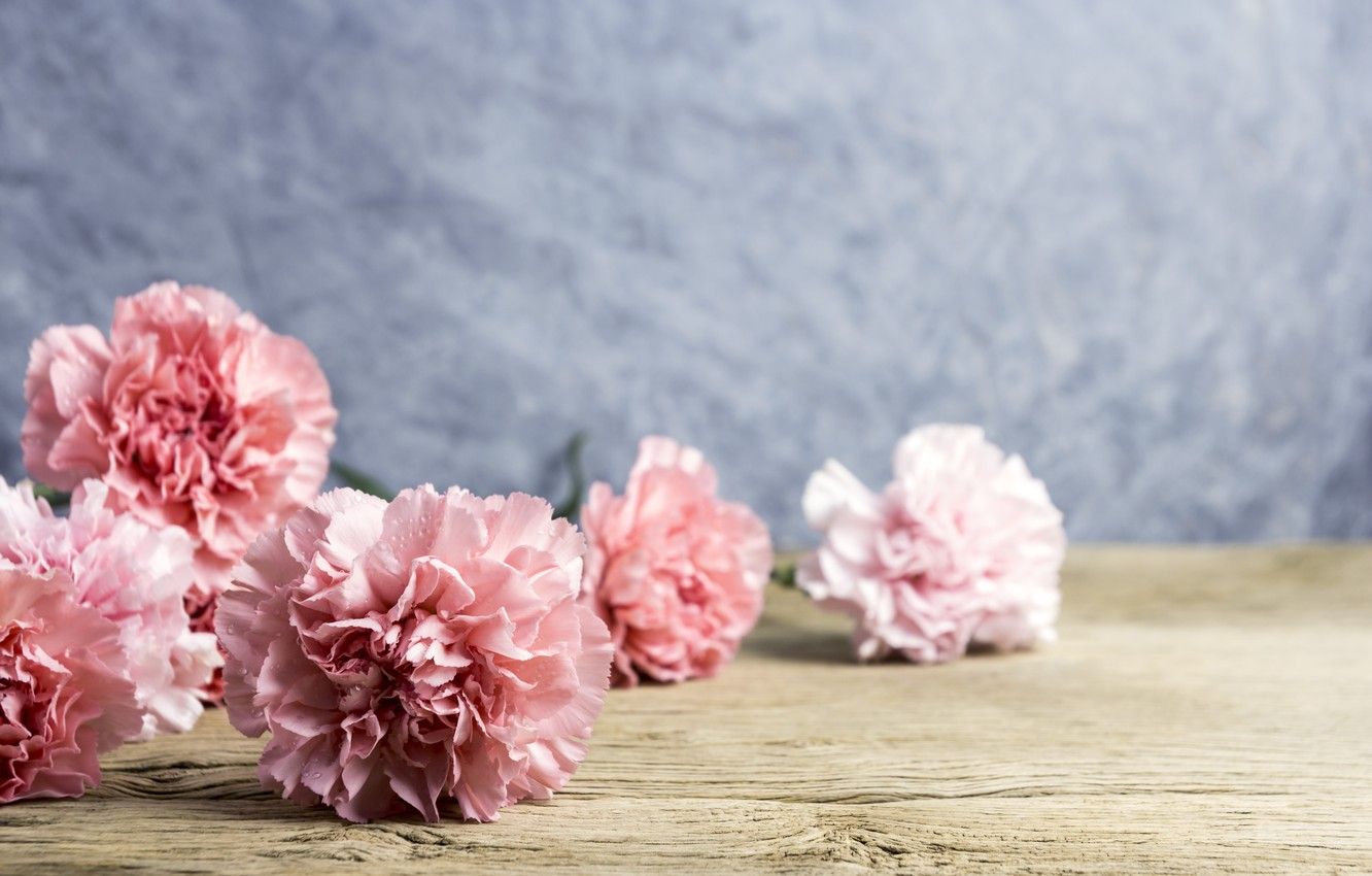 Pink Carnation Wallpapers