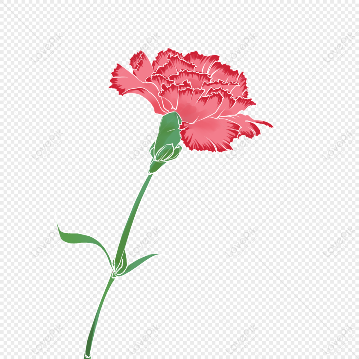 Pink Carnation Wallpapers