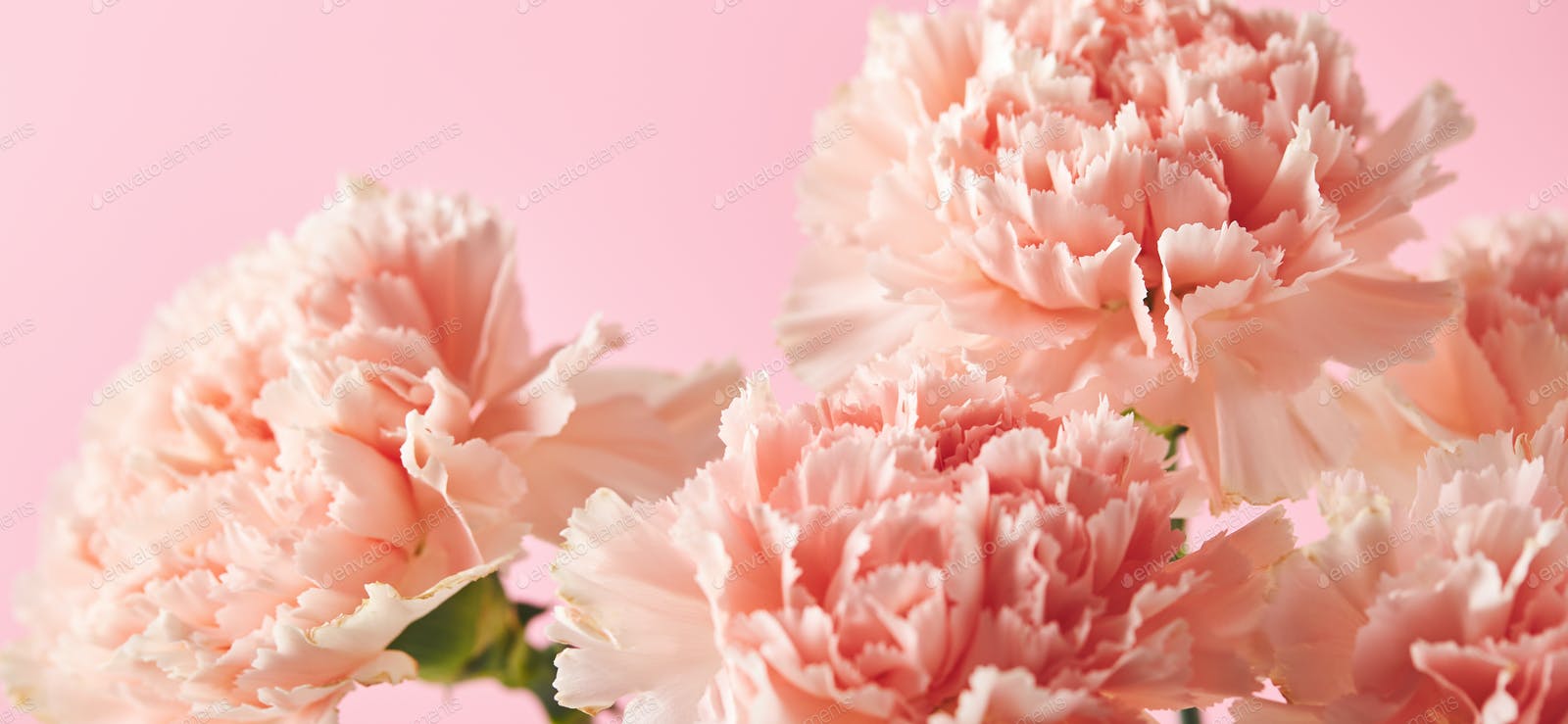 Pink Carnation Wallpapers