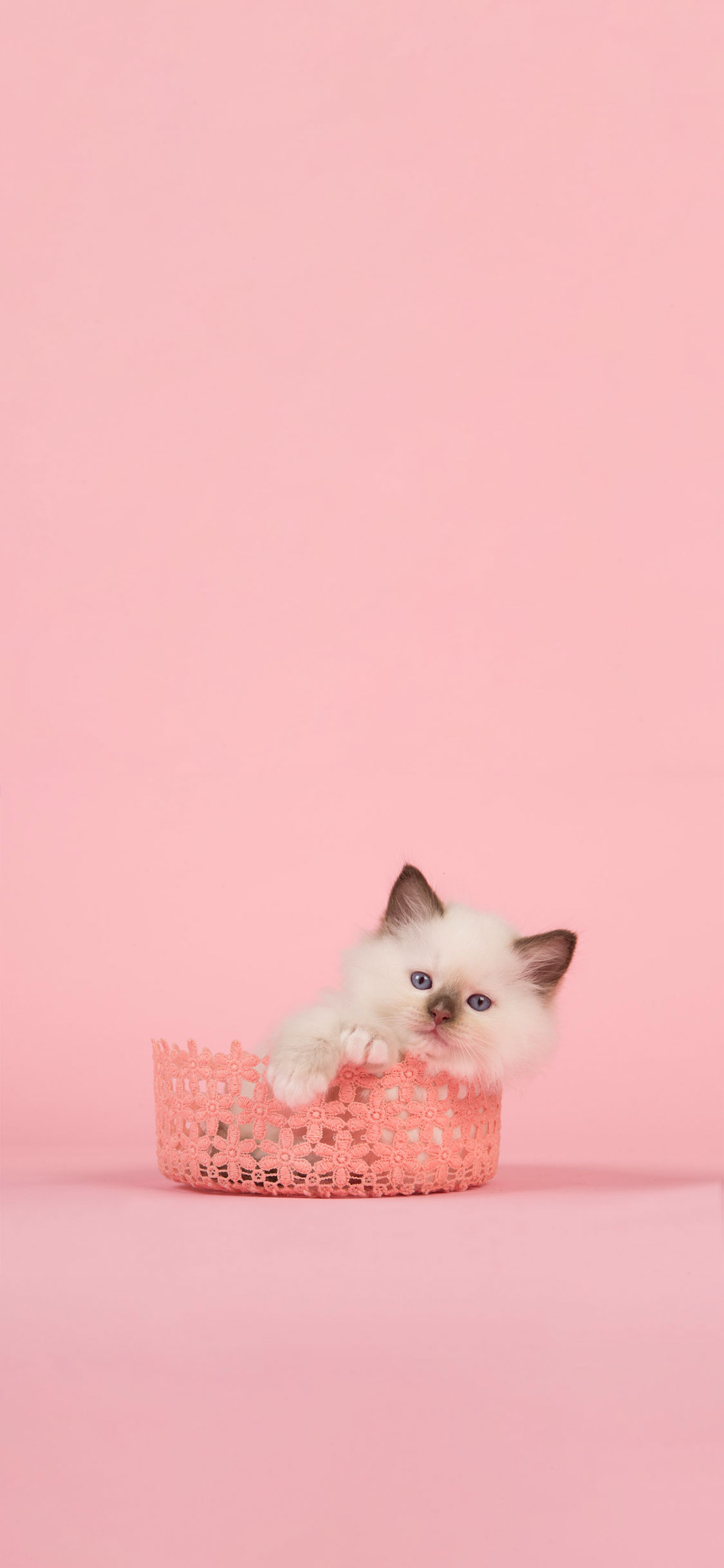 Pink Cat Wallpapers
