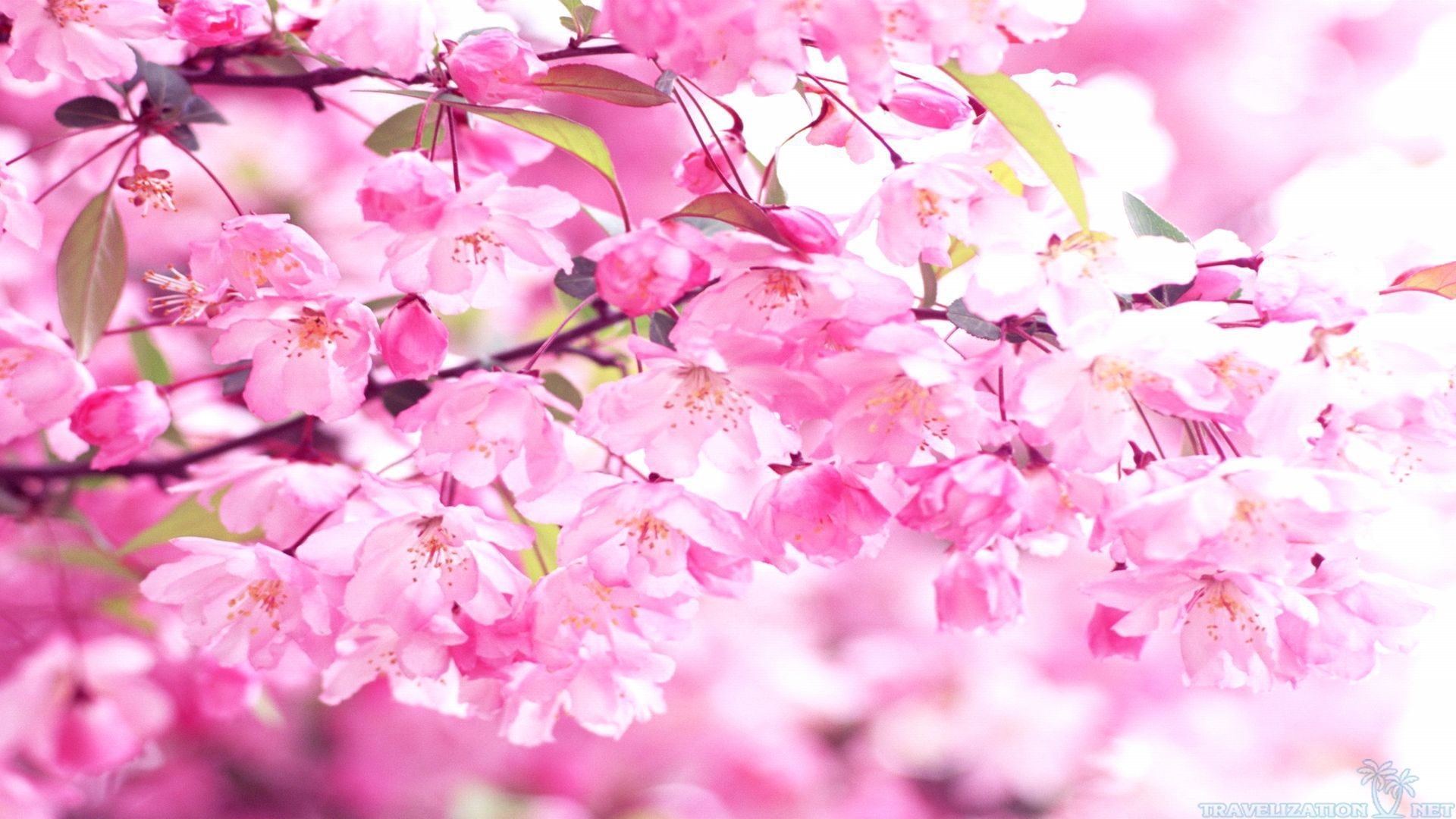 Pink Cherry Blossom Wallpapers