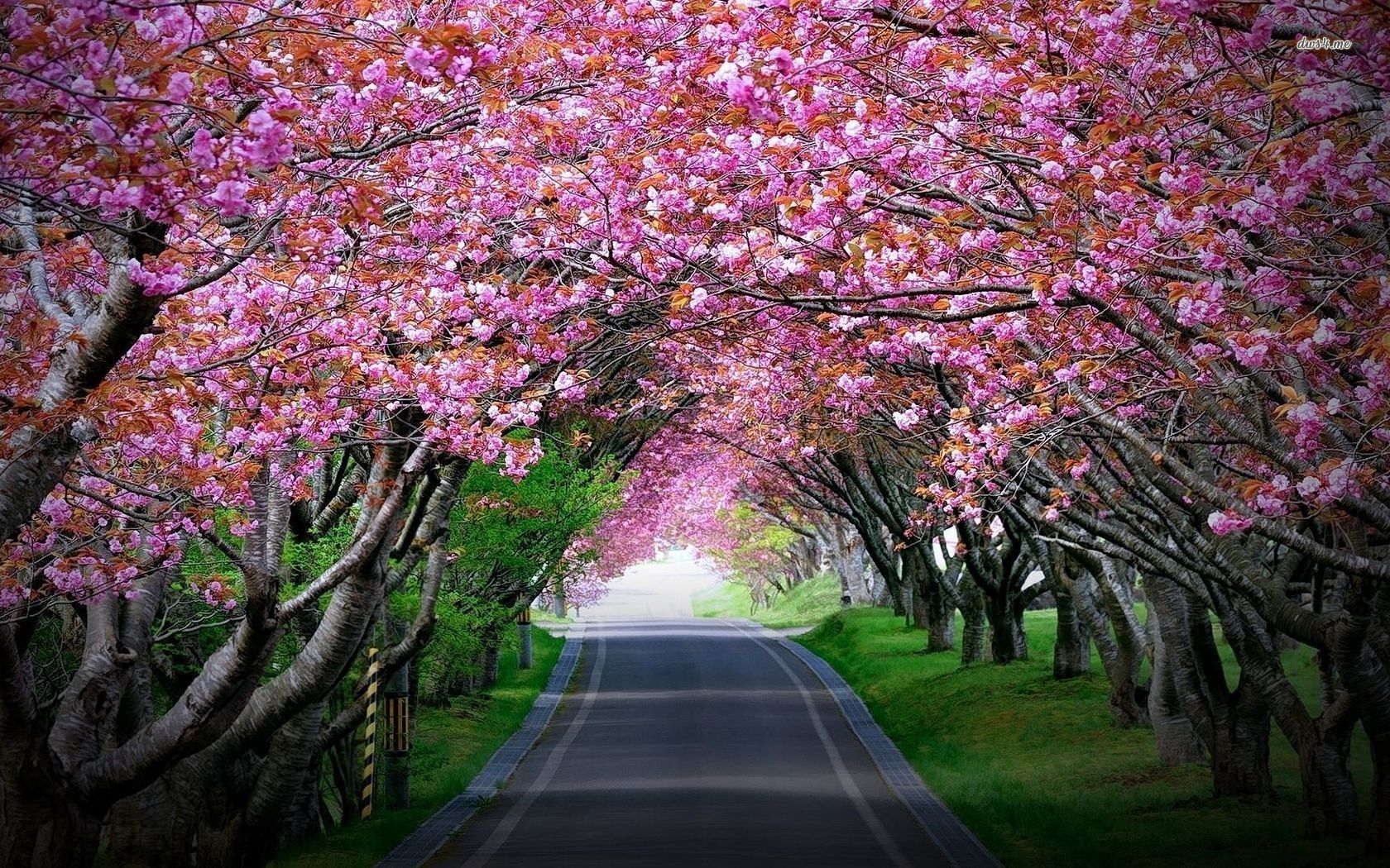 Pink Cherry Blossom Wallpapers