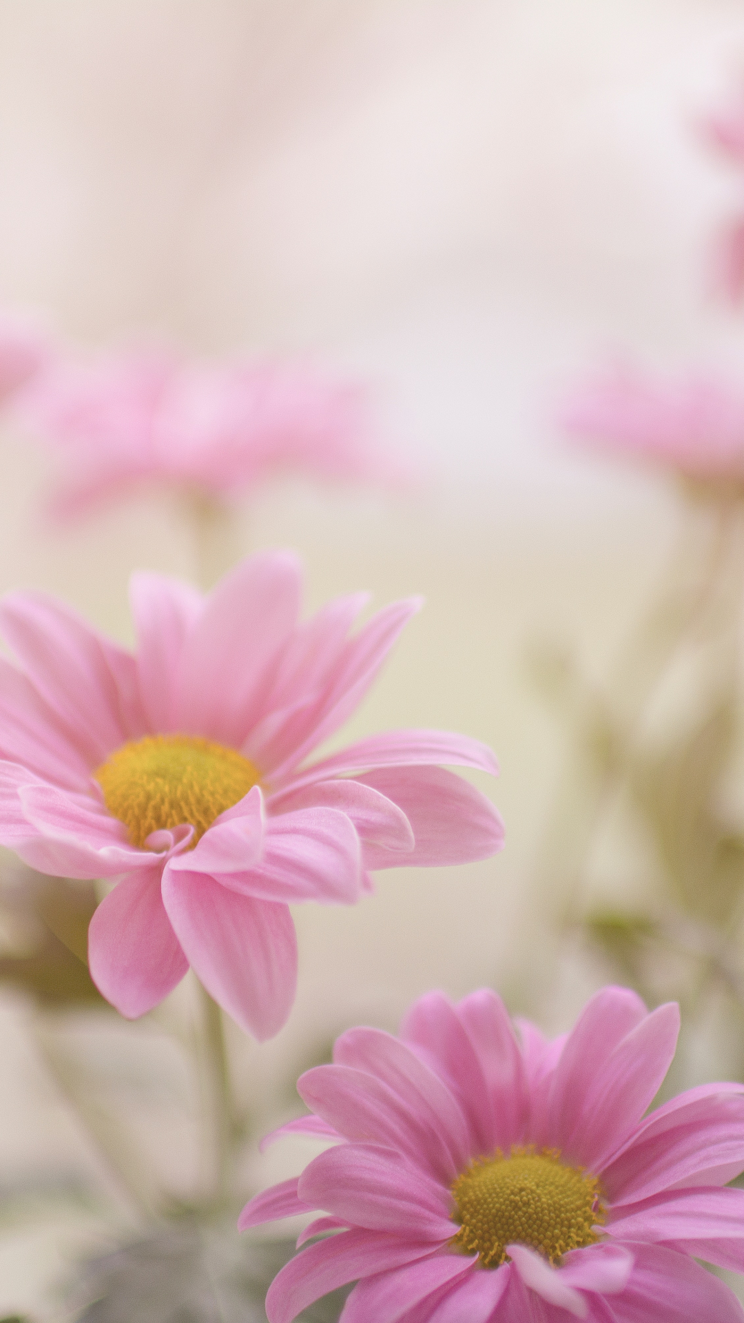 Pink Daisy Wallpapers