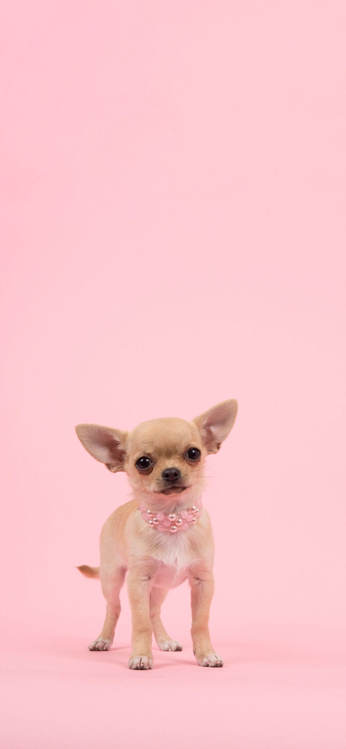 Pink Dog Wallpapers