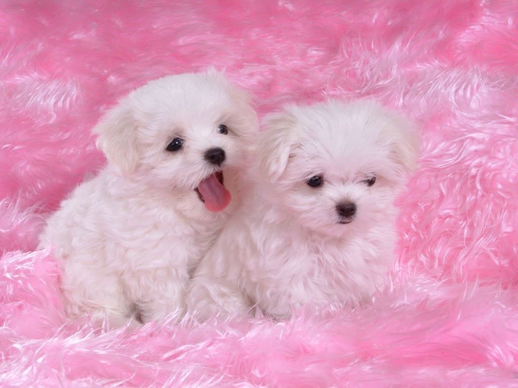 Pink Dog Wallpapers