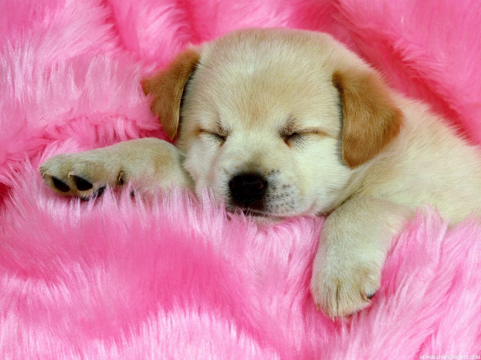 Pink Dog Wallpapers