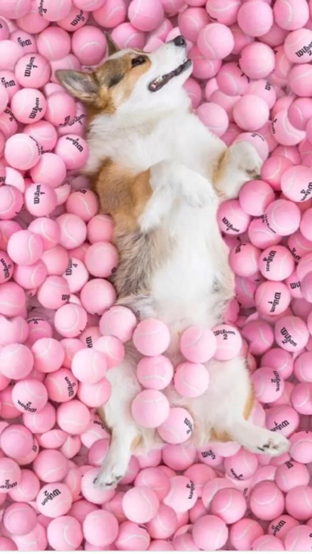 Pink Dog Wallpapers