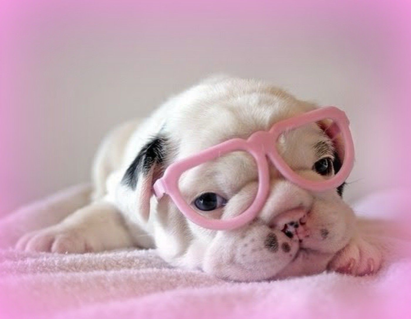 Pink Dog Wallpapers