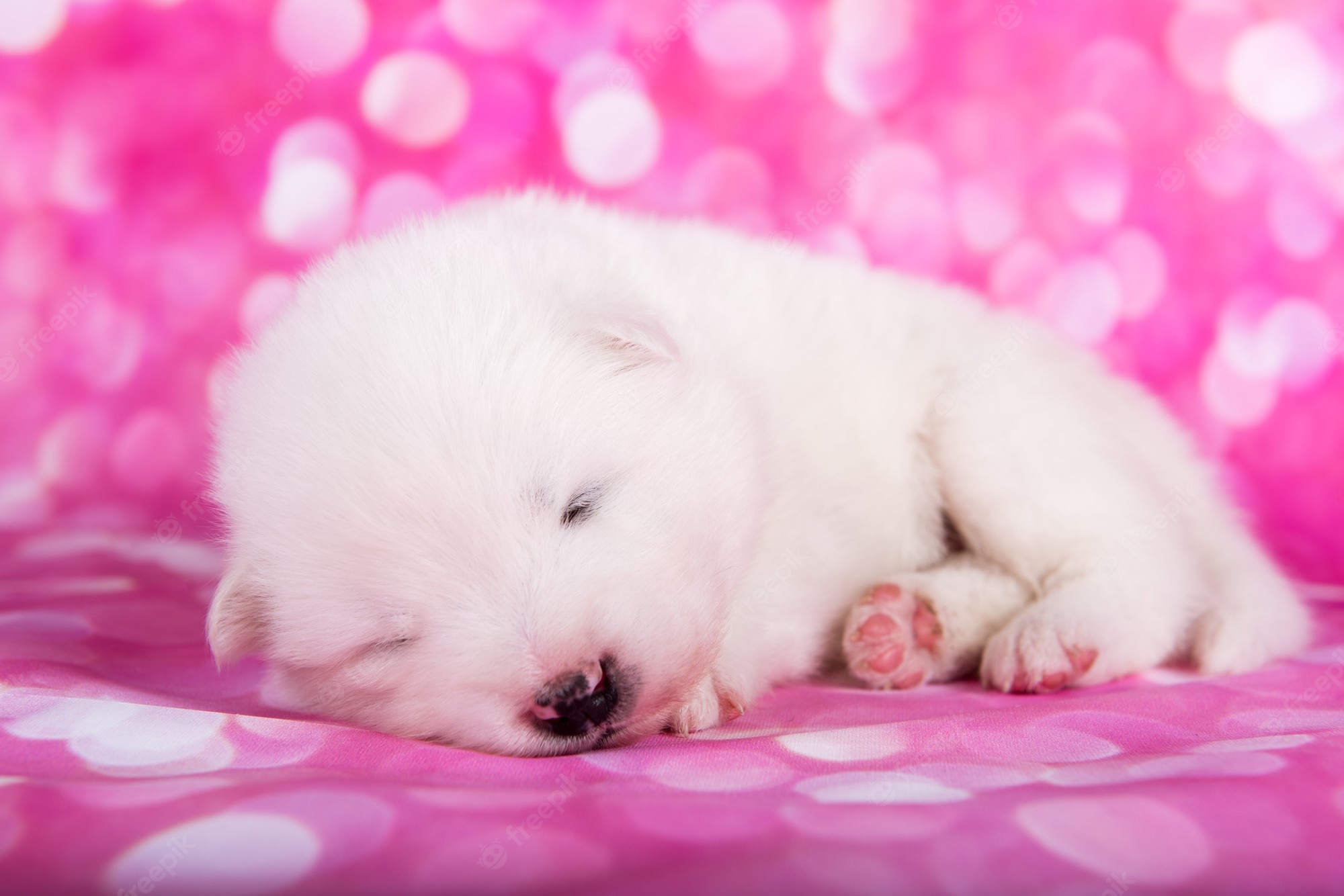 Pink Dog Wallpapers