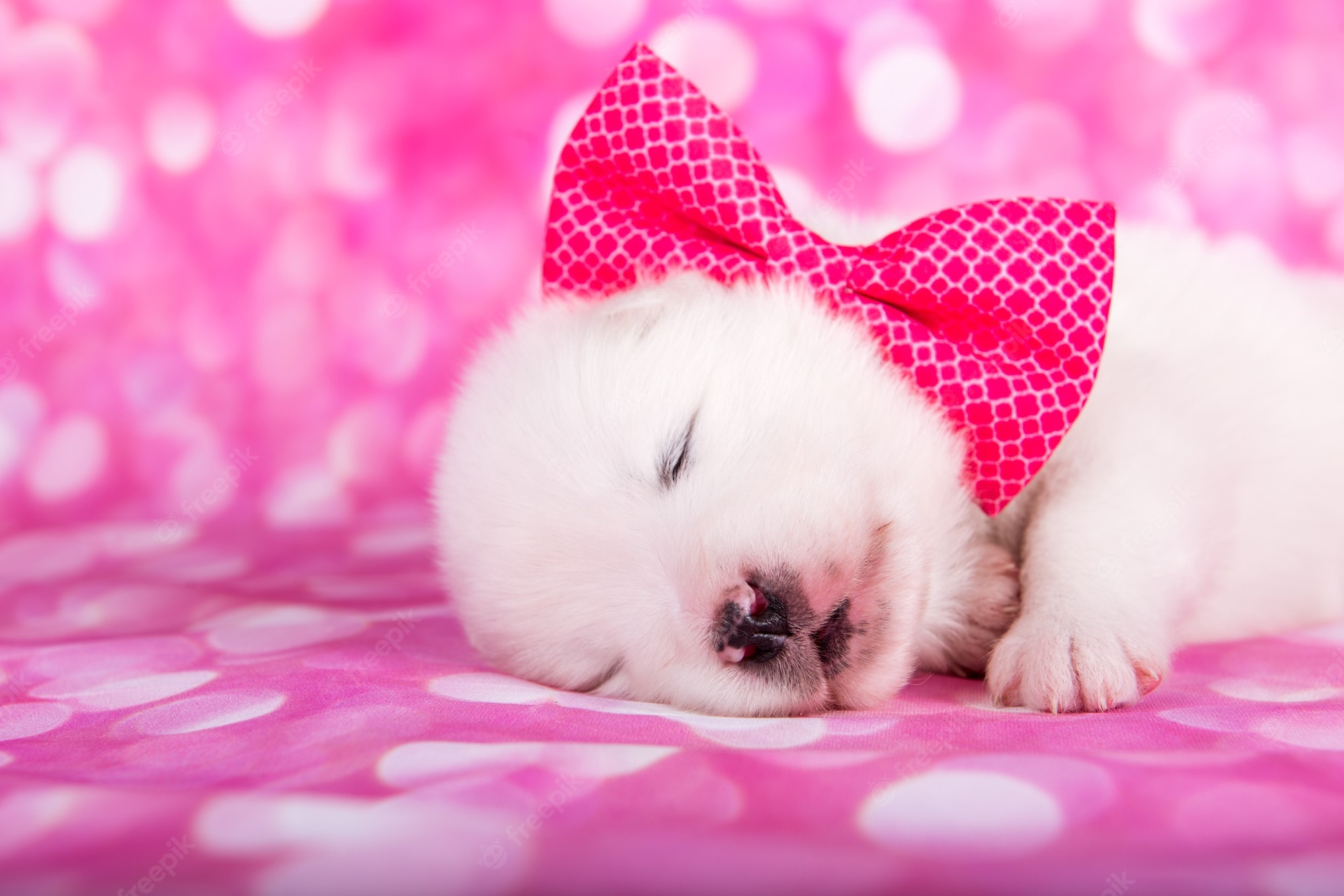 Pink Dog Wallpapers