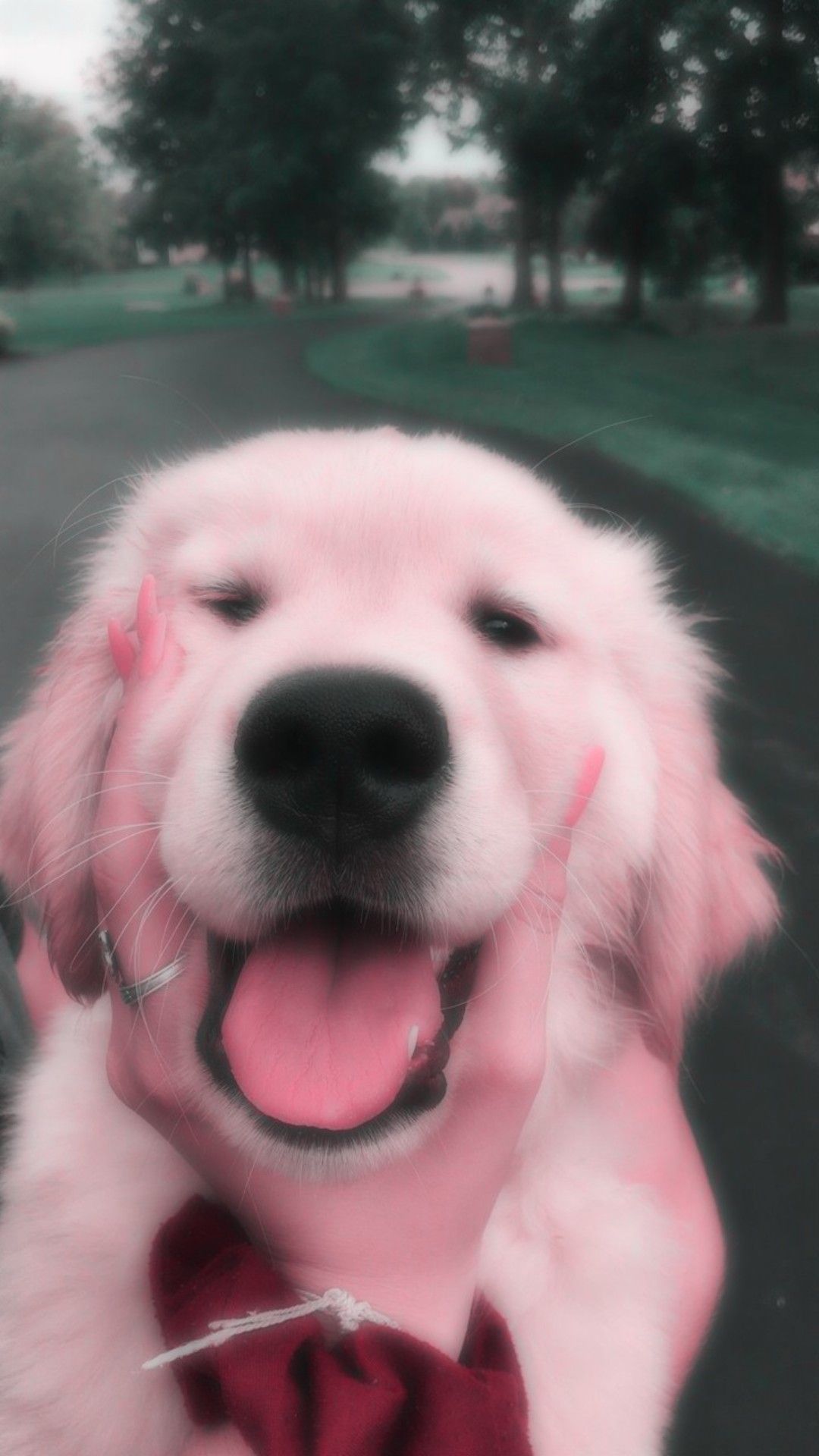 Pink Dog Wallpapers