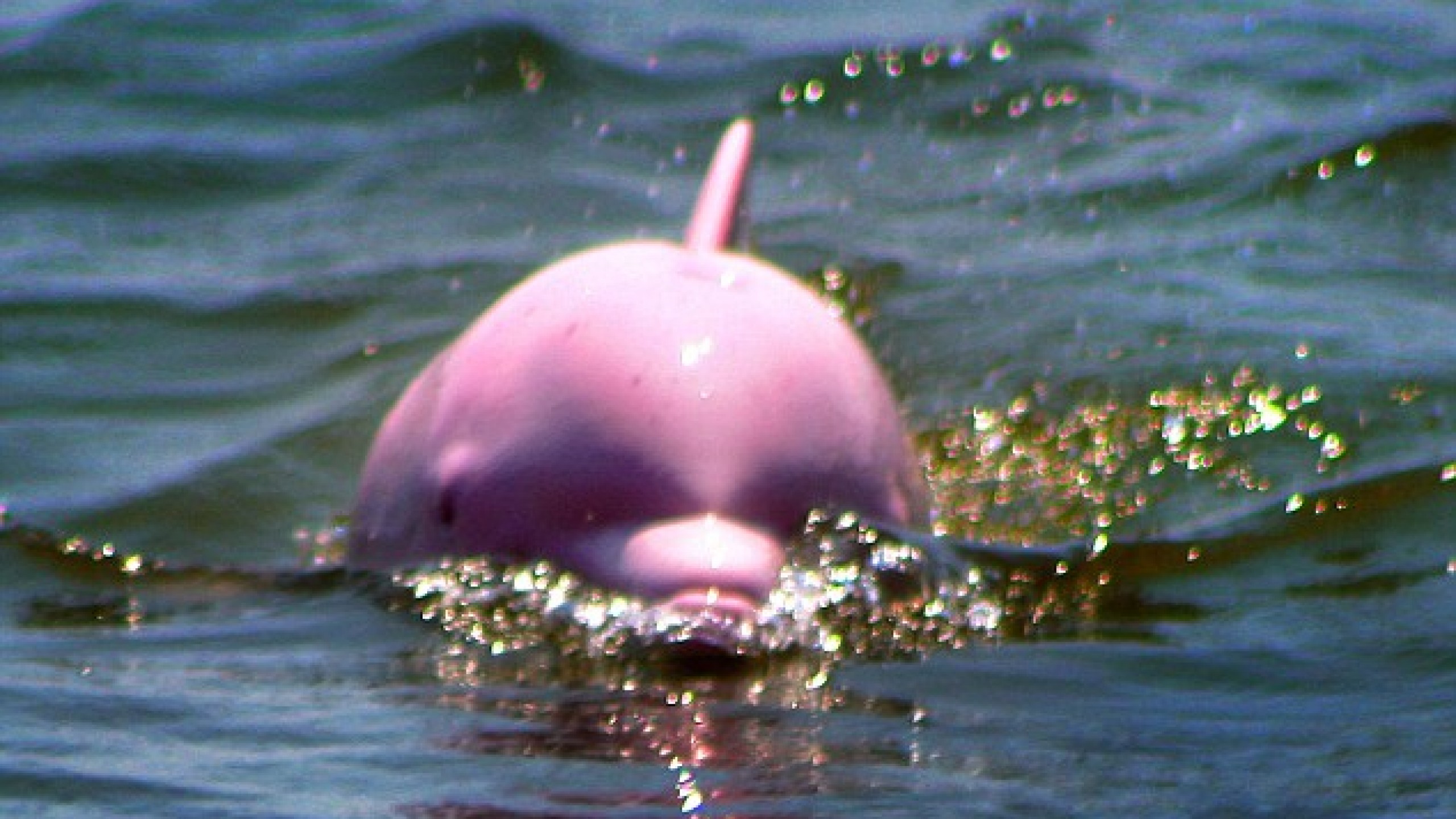 Pink Dolphin Ghost Logo Wallpapers