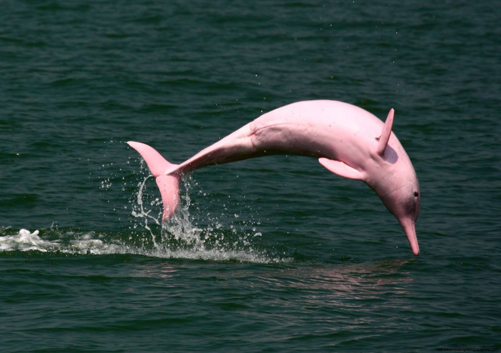 Pink Dolphin Ghost Logo Wallpapers