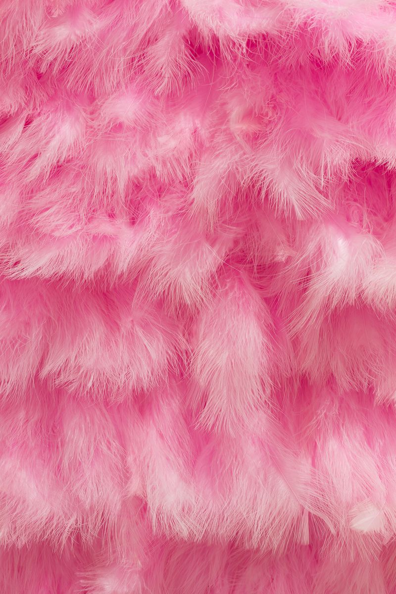 Pink Feathers Wallpapers
