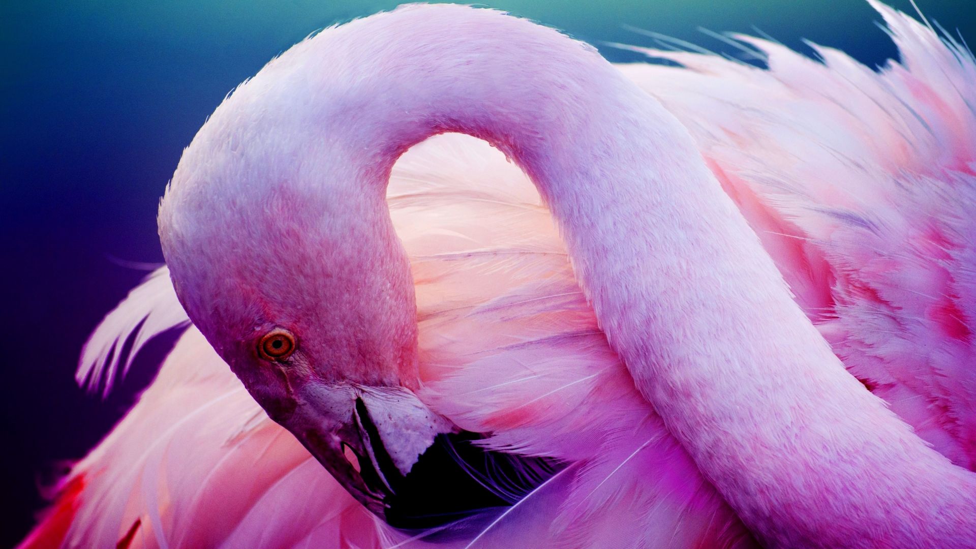 Pink Feathers Wallpapers