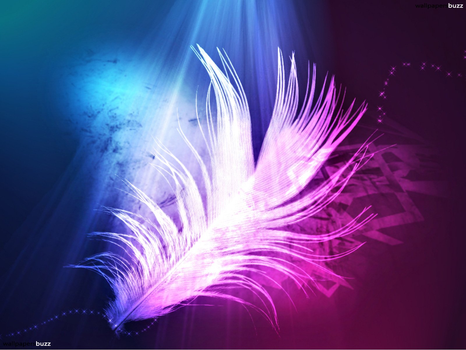 Pink Feathers Wallpapers