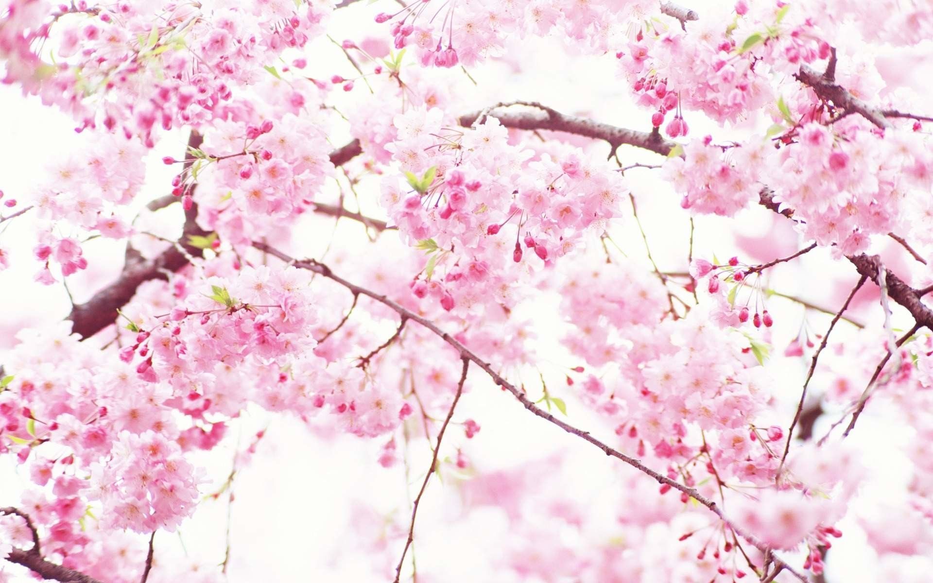 Pink Floral Wallpapers