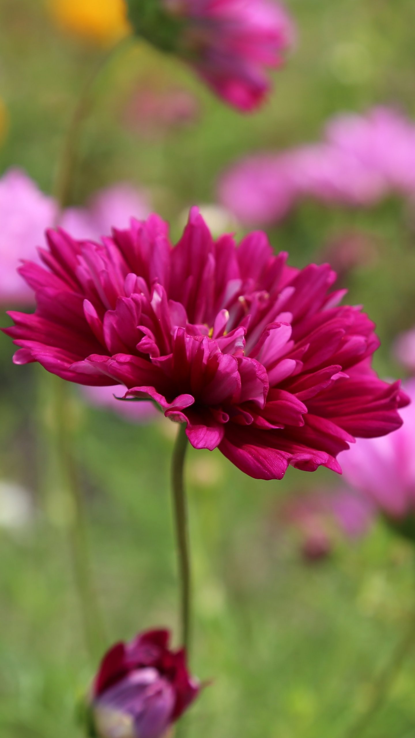 Pink Flower Wallpapers