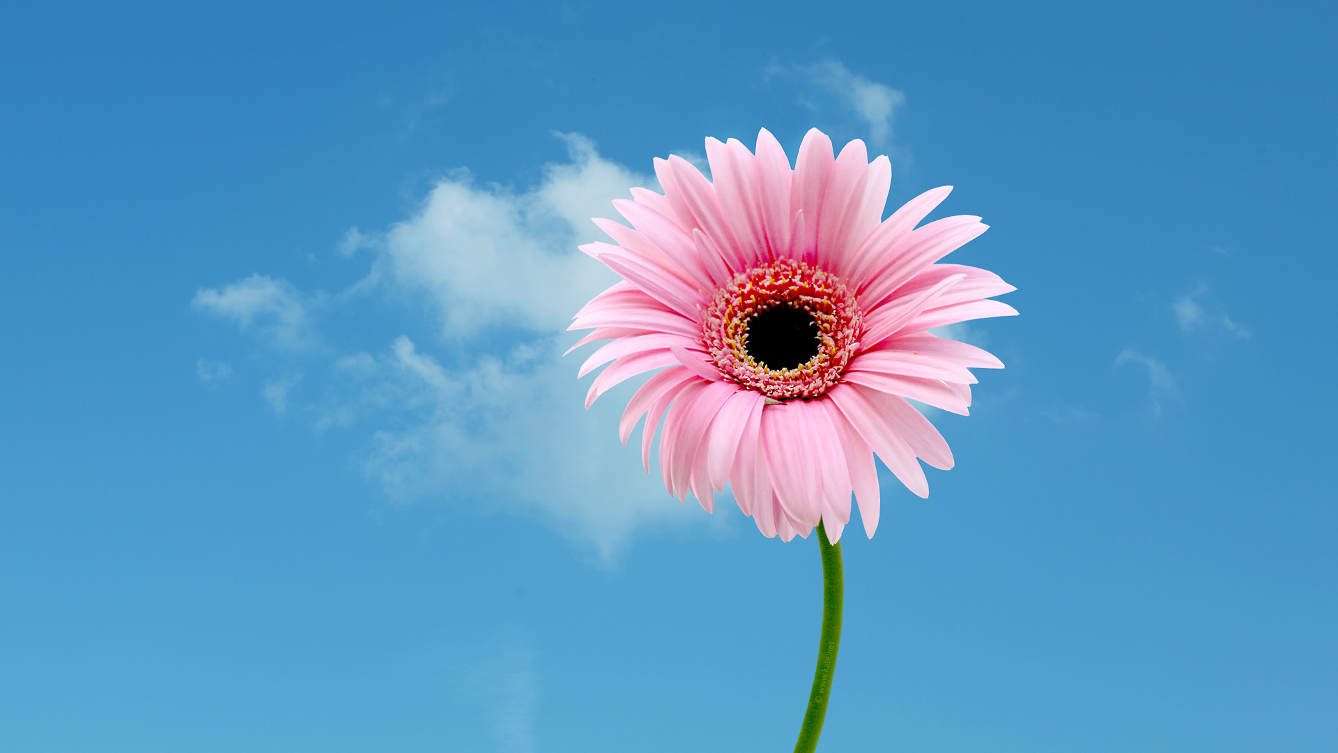 Pink Flower Wallpapers