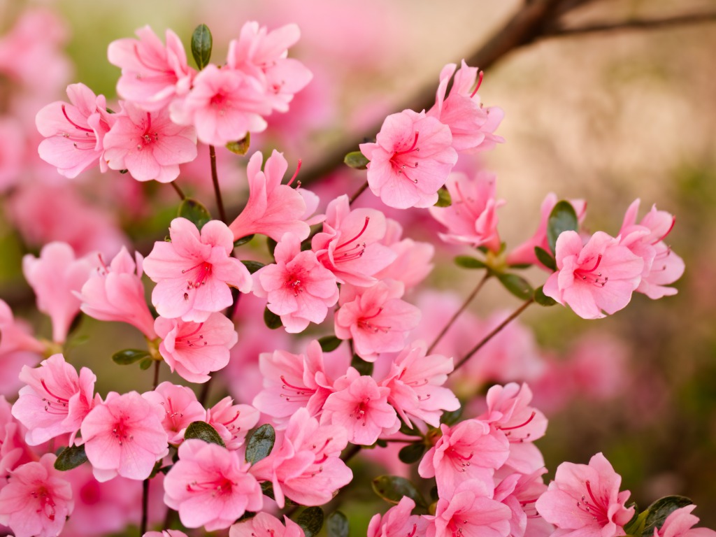 Pink Flower Desktop Wallpapers