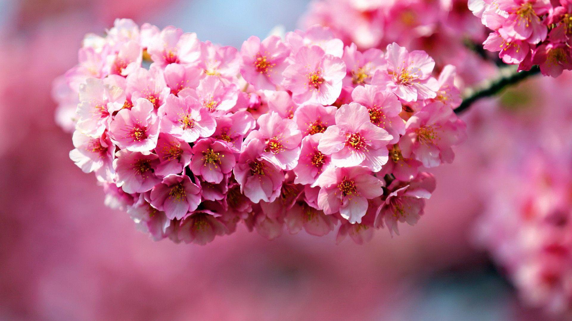 Pink Flower Desktop Wallpapers