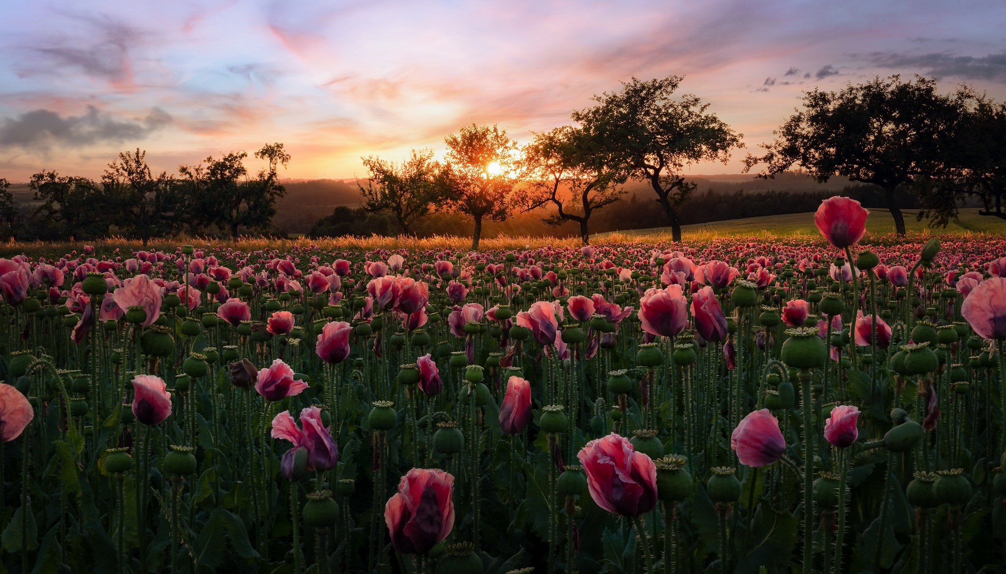 Pink Flower Desktop Wallpapers