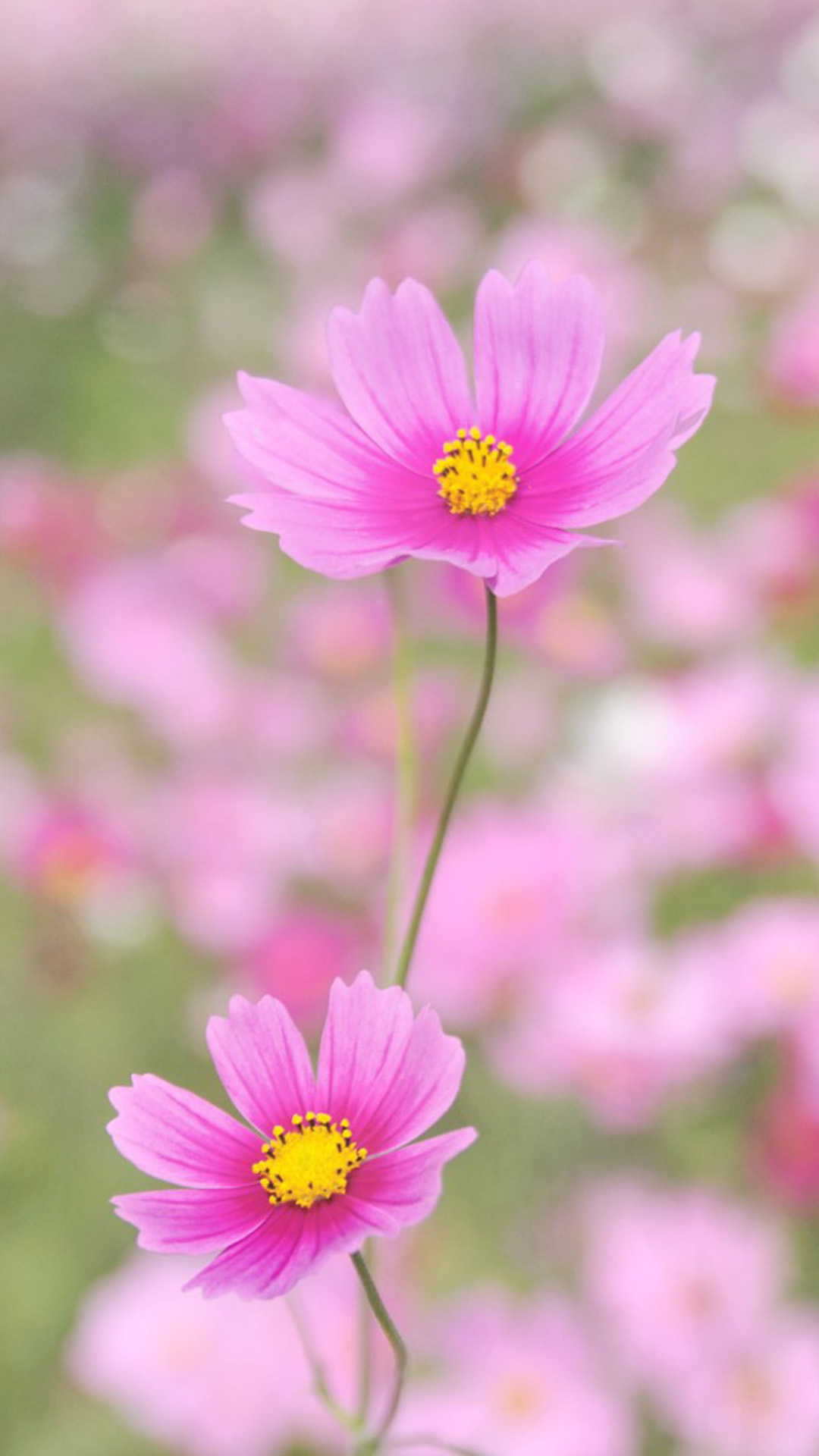 Pink Flower Iphone Wallpapers