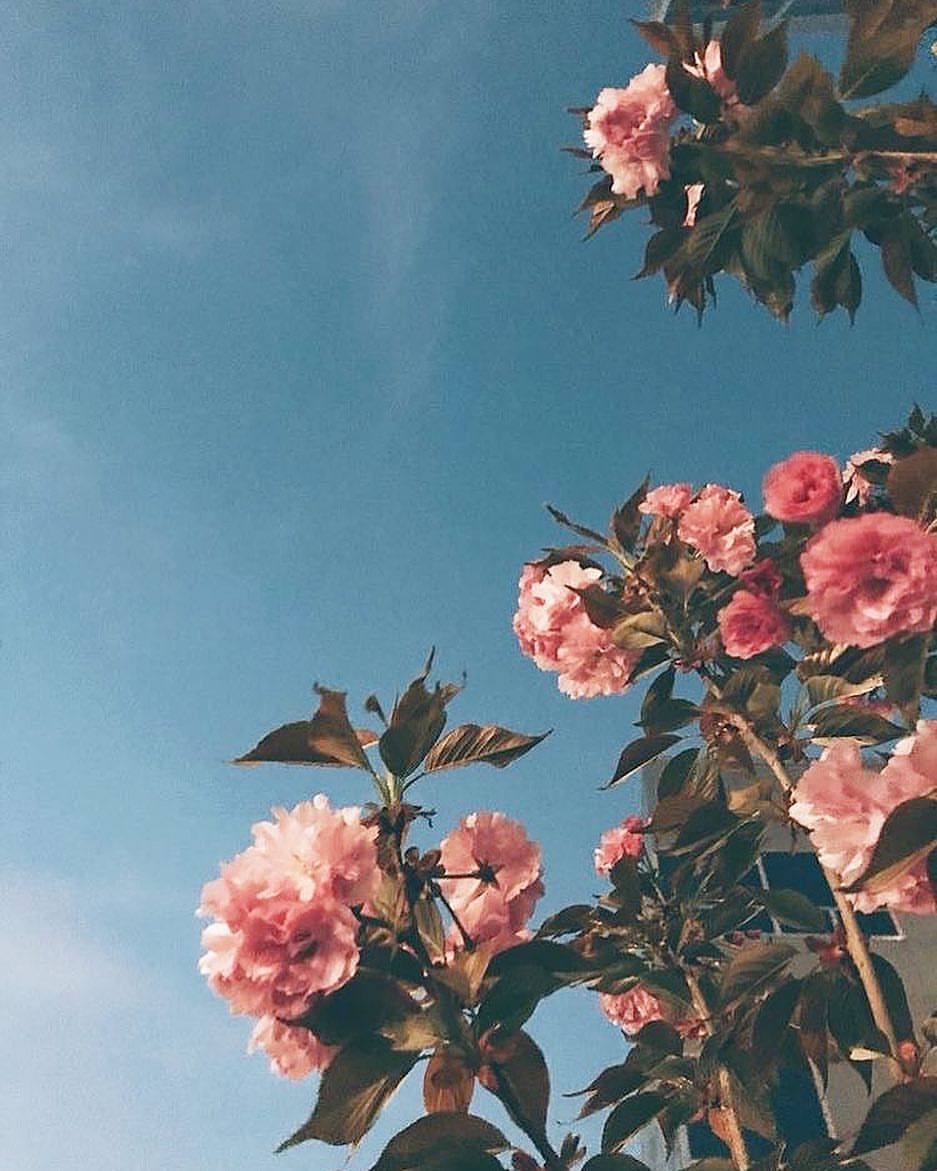 Pink Flowers Aesthetic Wallpapers