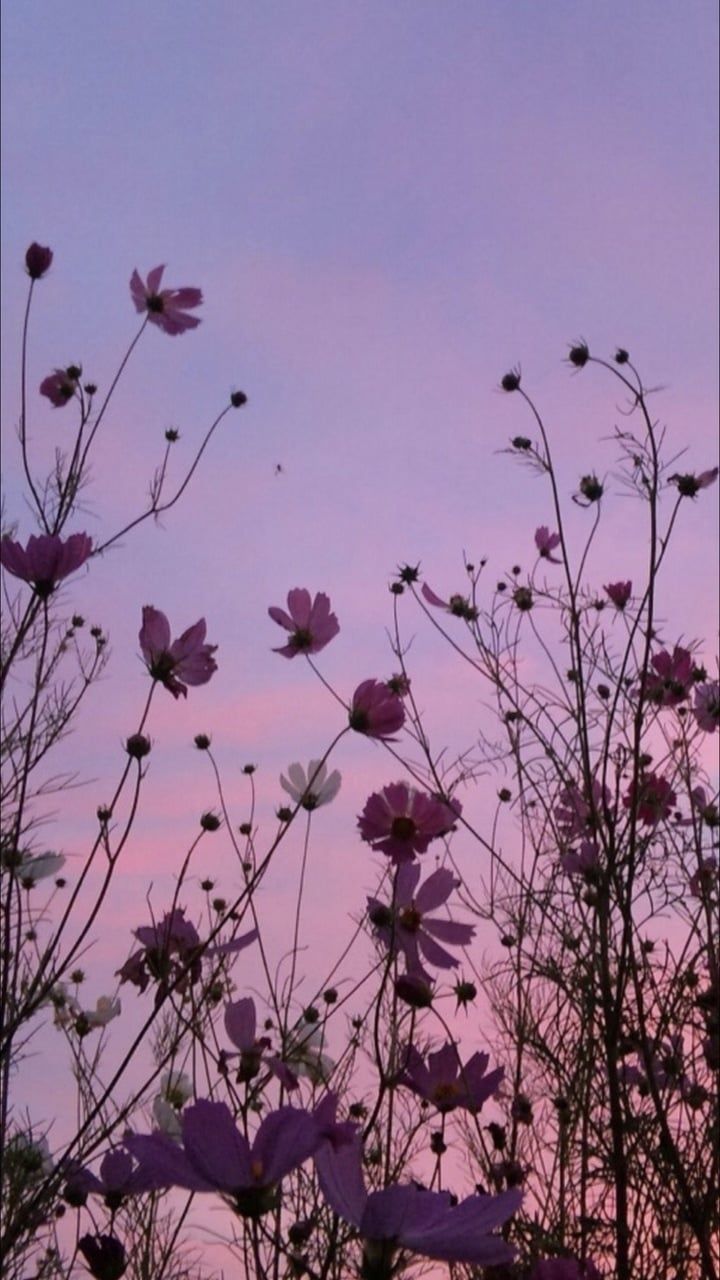 Pink Flowers Aesthetic Wallpapers