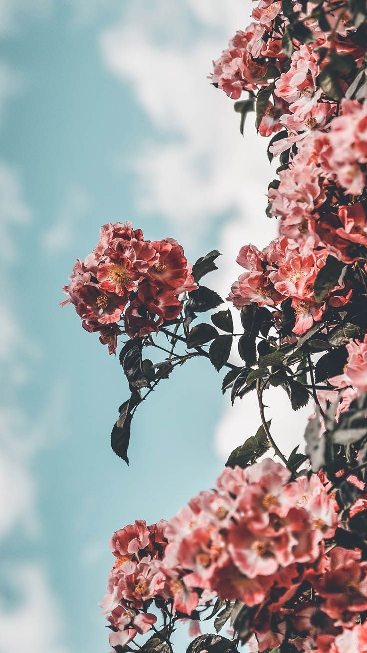 Pink Flowers Aesthetic Wallpapers