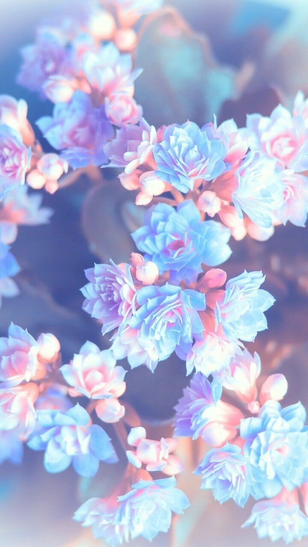 Pink Flowers Aesthetic Wallpapers