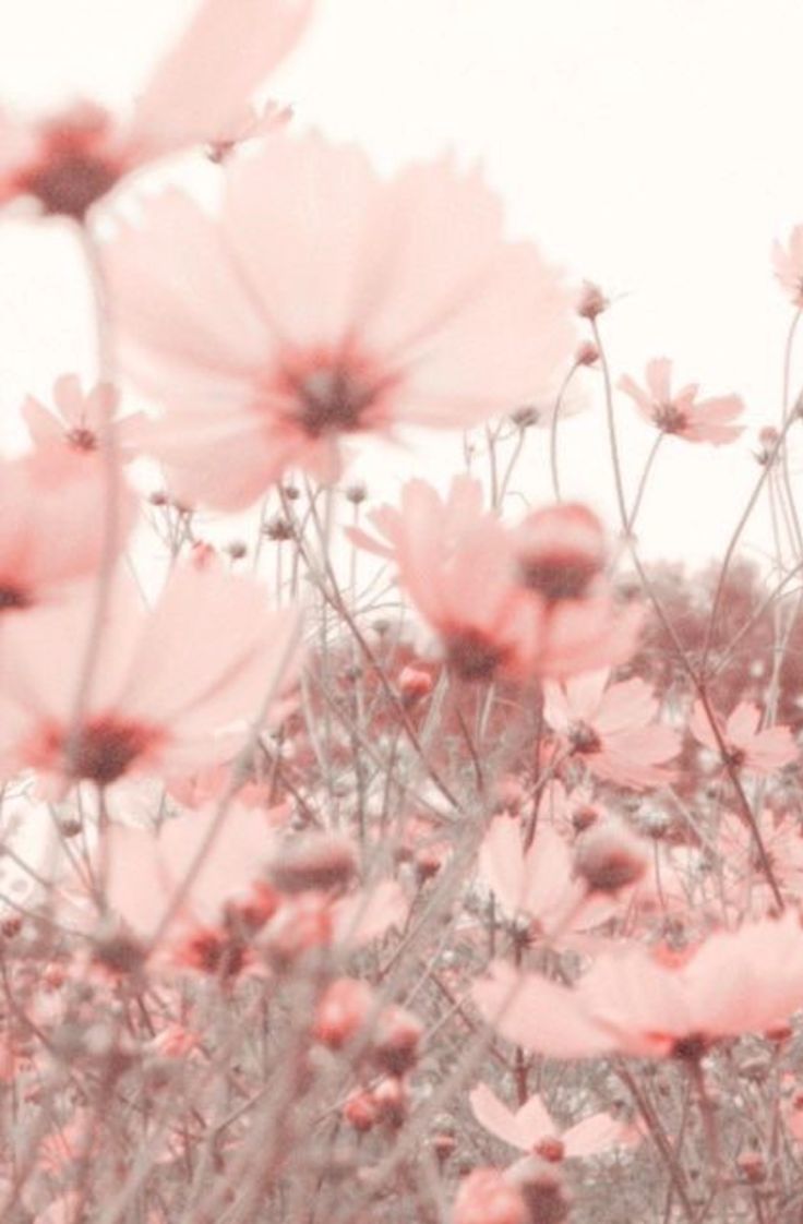 Pink Flowers Aesthetic Wallpapers