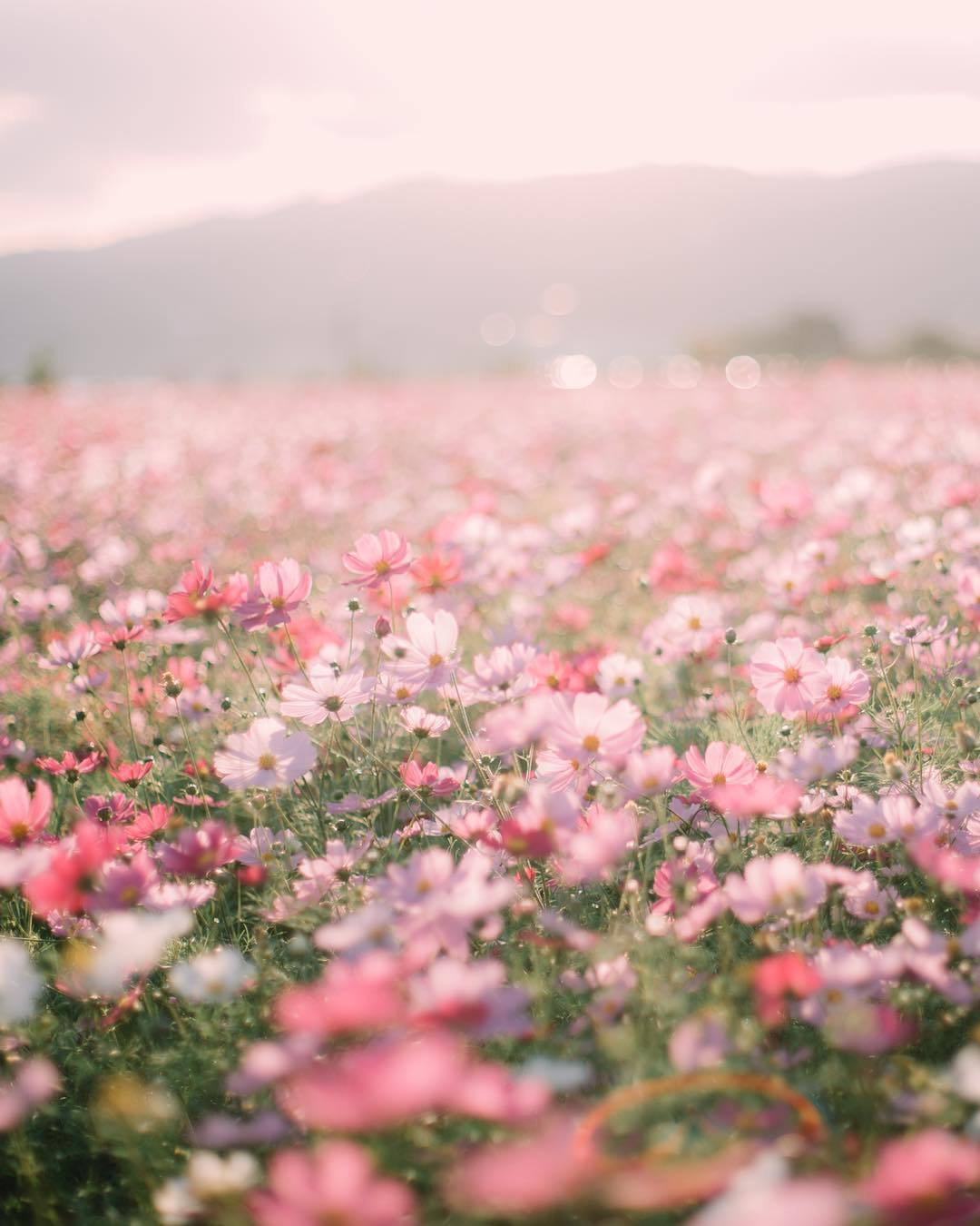 Pink Flowers Aesthetic Wallpapers