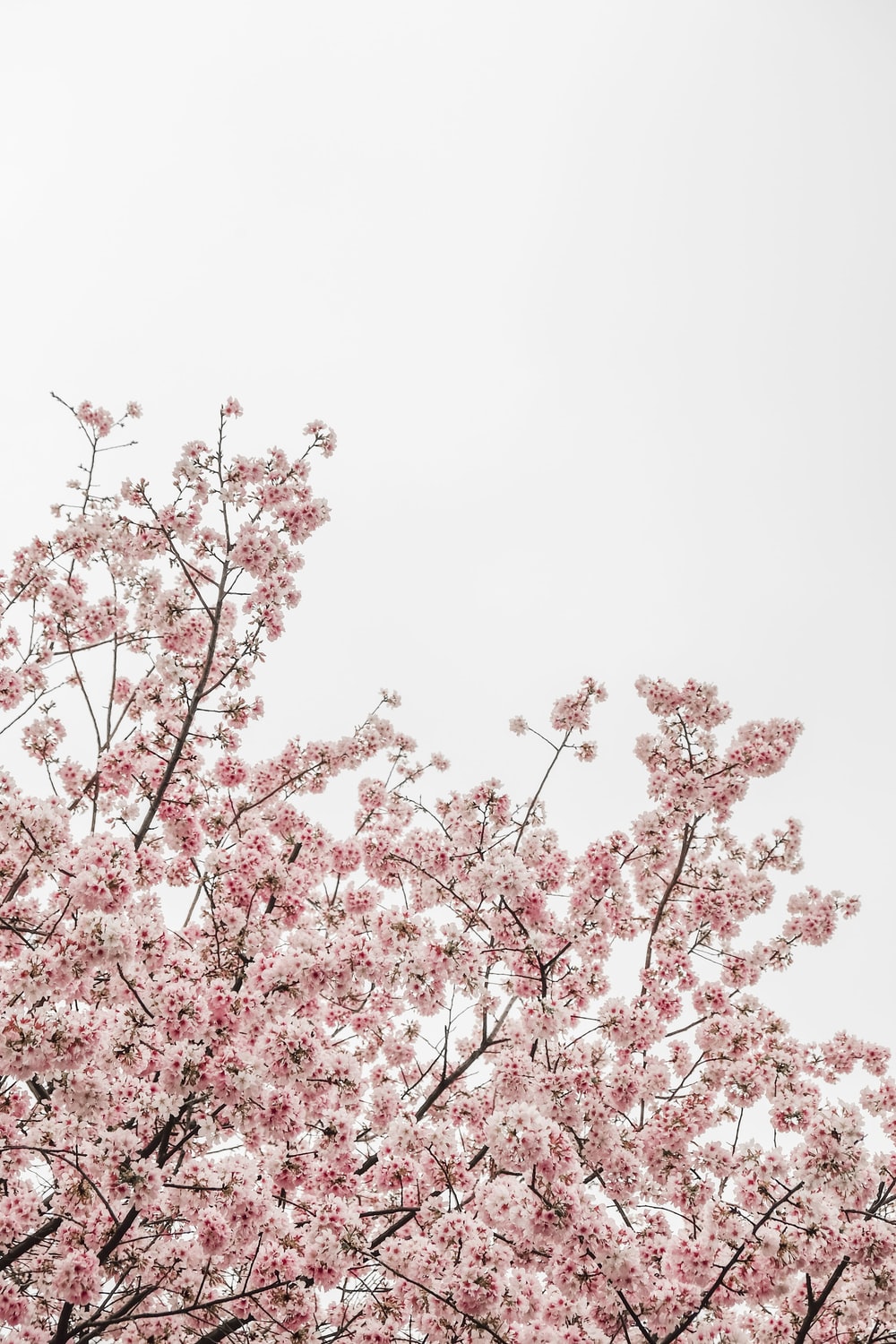 Pink Flowers Aesthetic Wallpapers