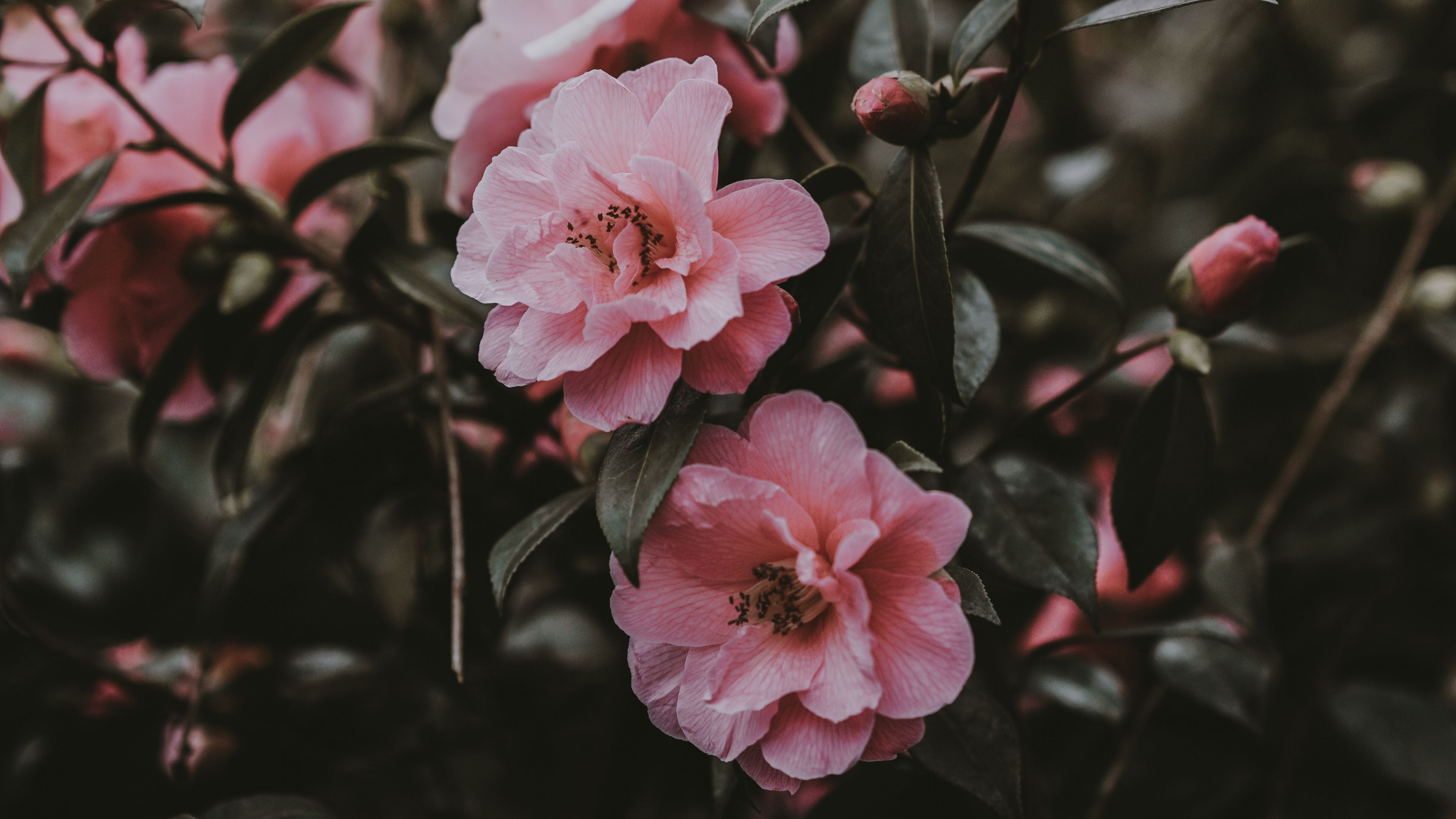 Pink Flowers Aesthetic Laptop Wallpapers