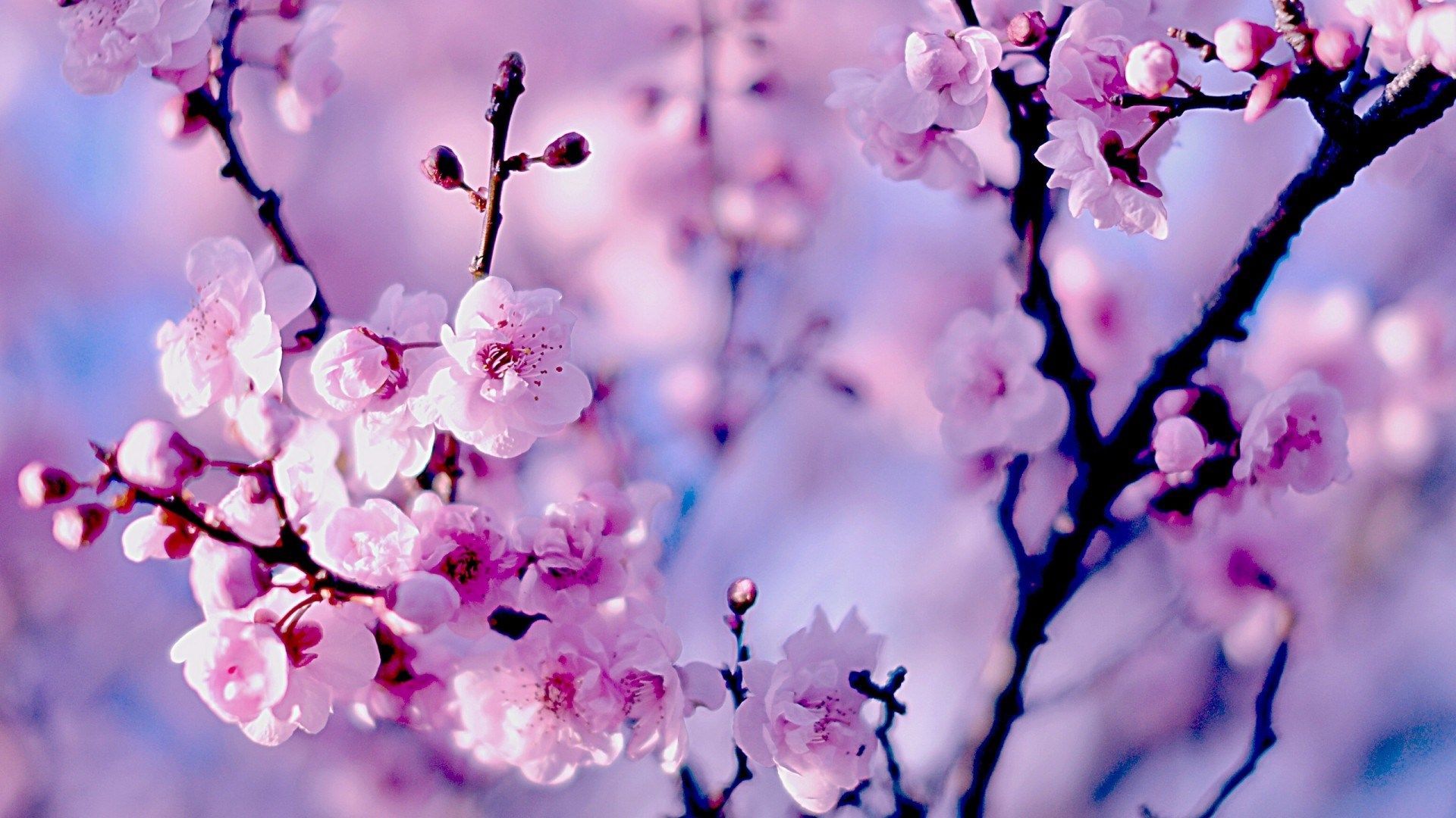 Pink Flowers Aesthetic Laptop Wallpapers