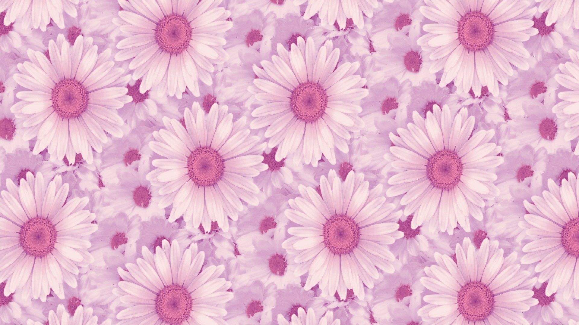 Pink Flowers Aesthetic Laptop Wallpapers