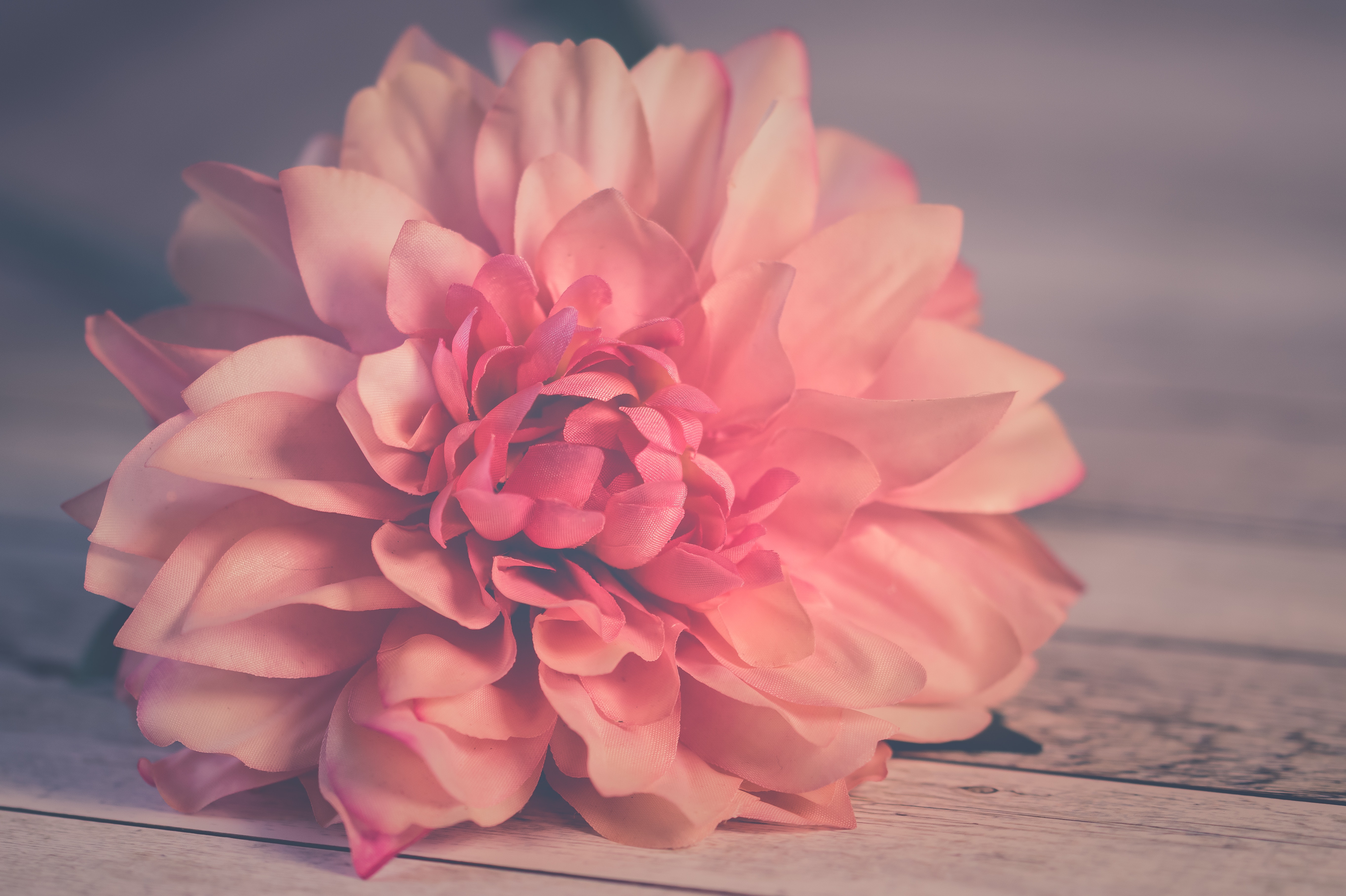 Pink Flowers Aesthetic Laptop Wallpapers