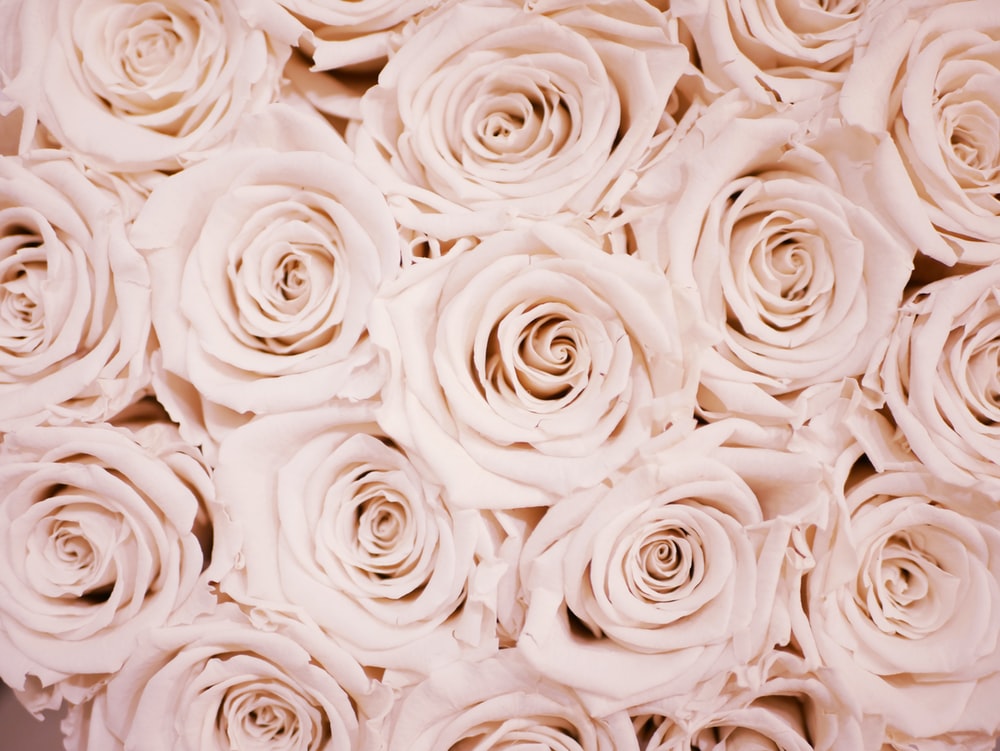Pink Flowers Aesthetic Laptop Wallpapers