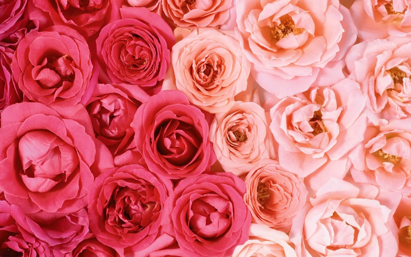 Pink Flowers Aesthetic Laptop Wallpapers