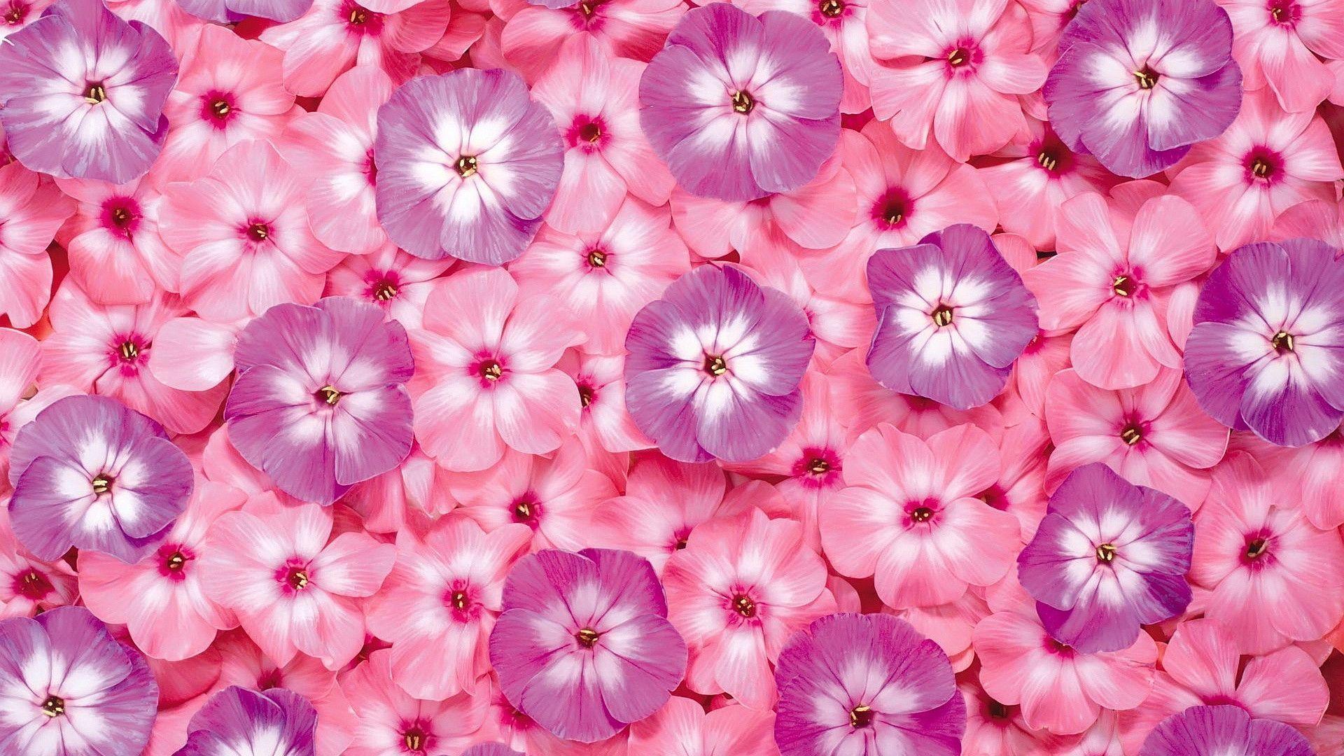 Pink Flowers Hd Wallpapers