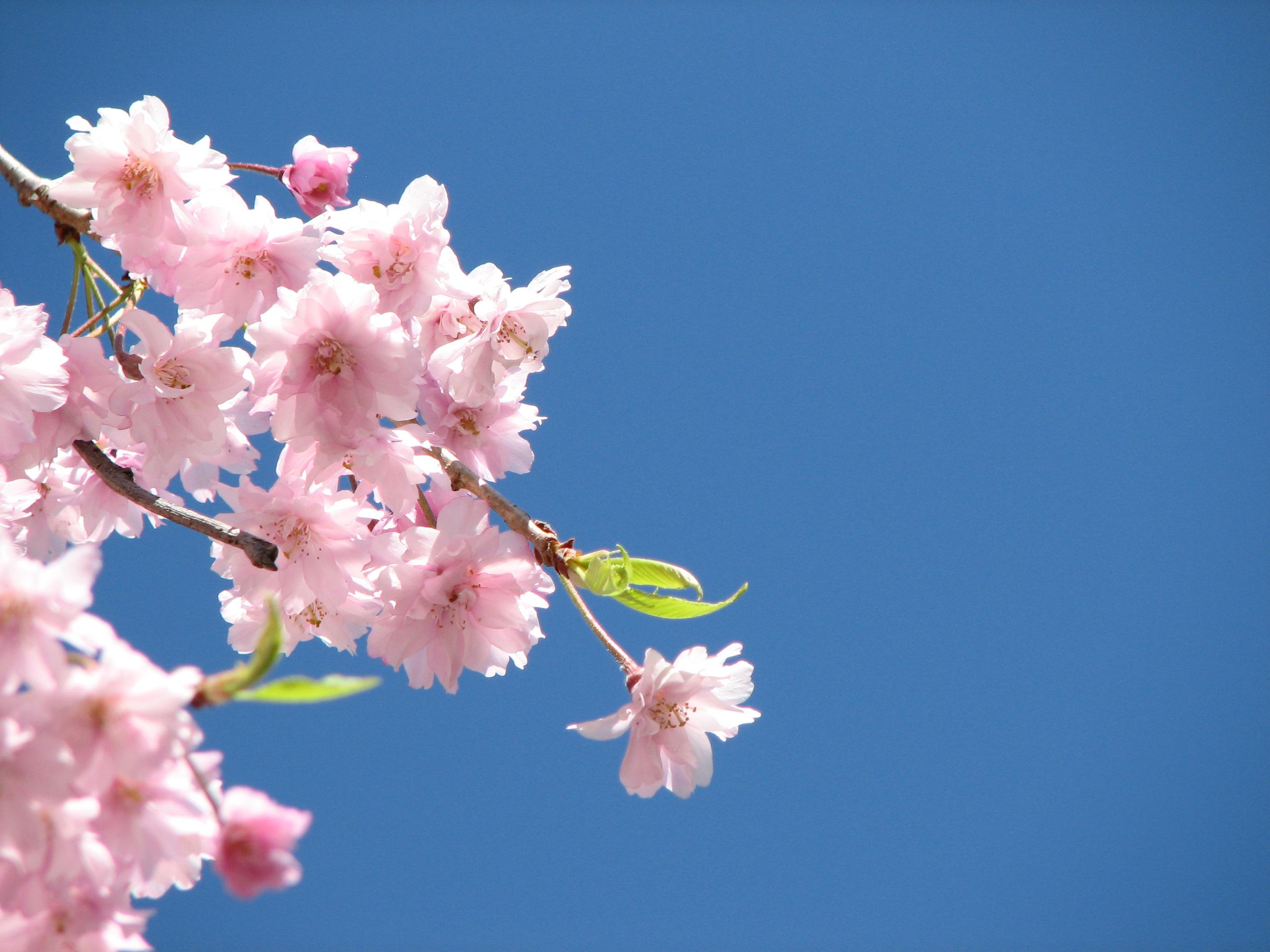 Pink Flowers Hd Wallpapers