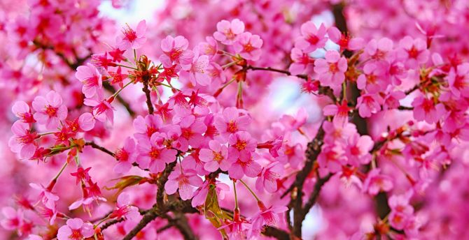 Pink Flowers Hd Wallpapers