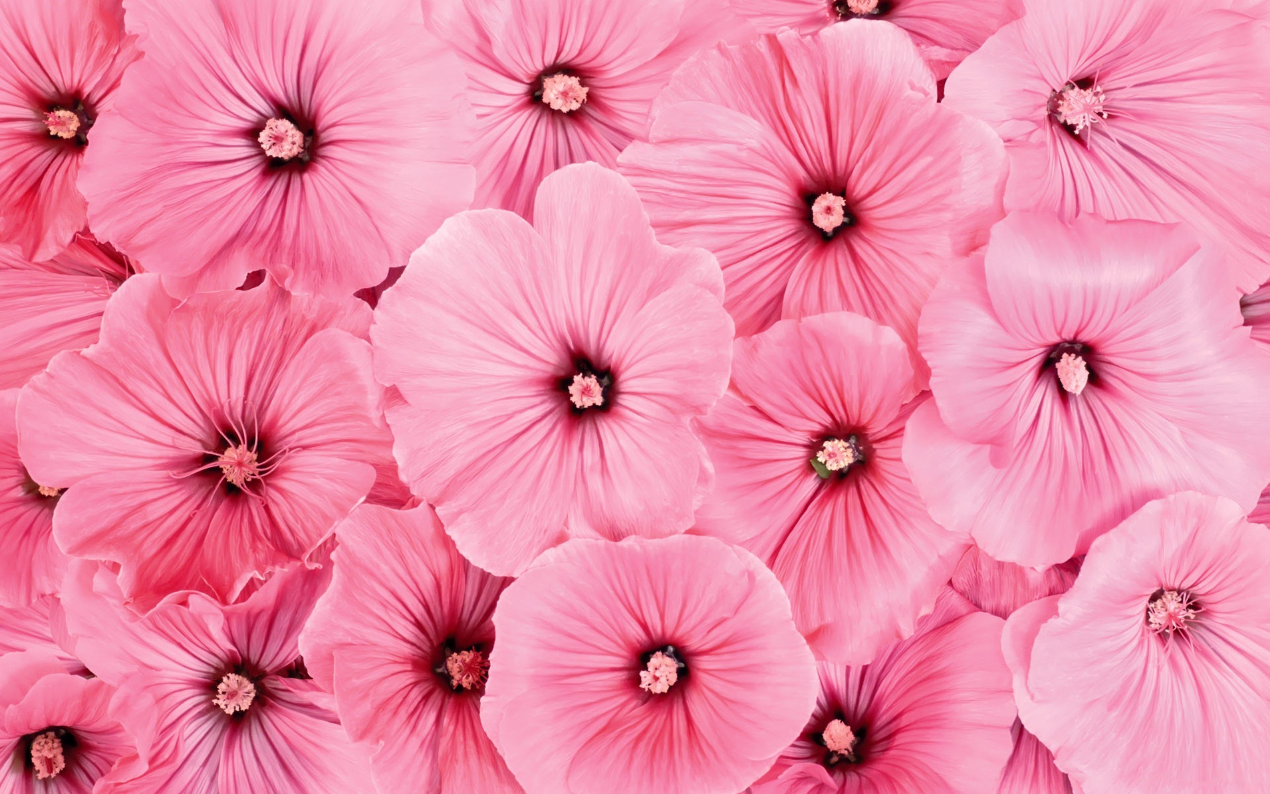 Pink Flowers Hd Wallpapers