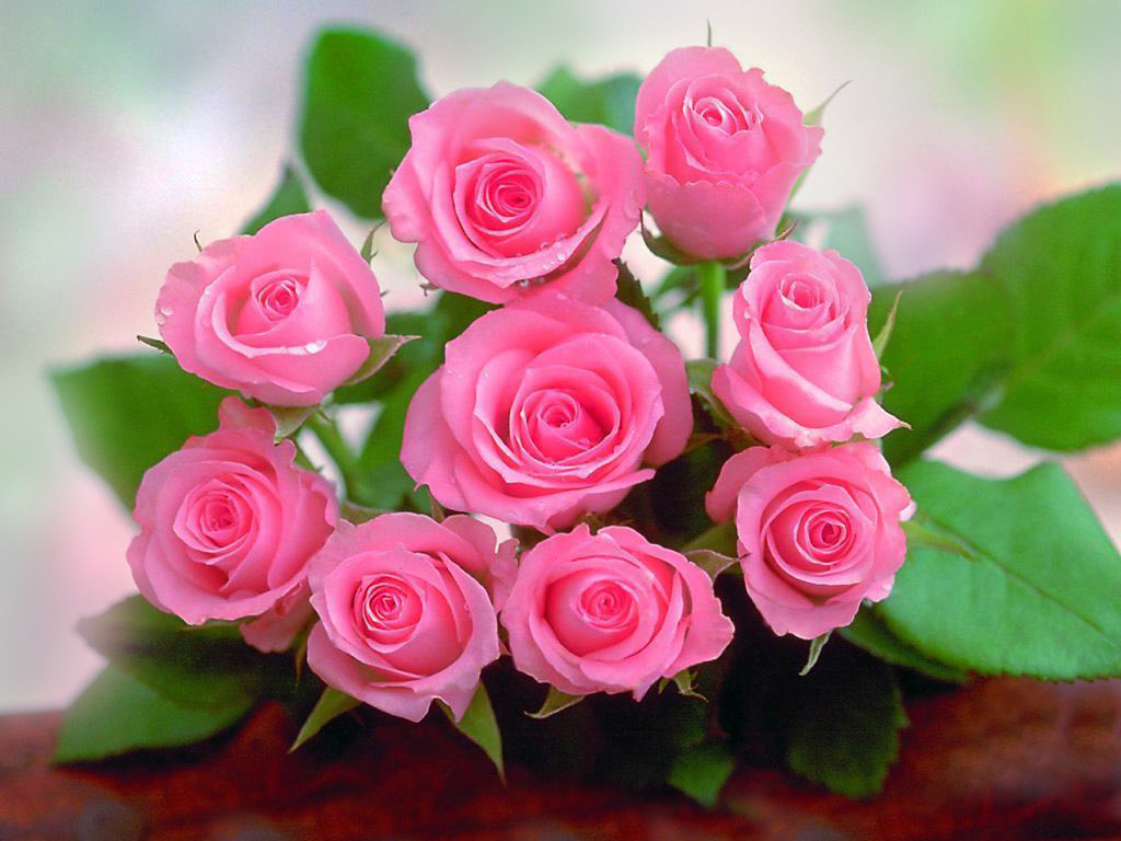 Pink Flowers Hd Wallpapers