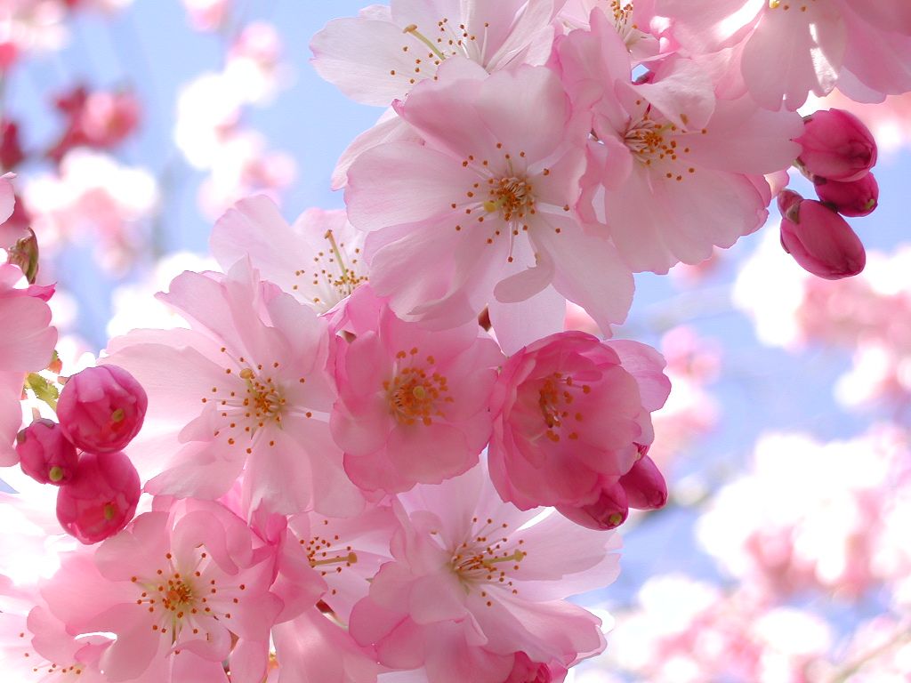 Pink Flowers Hd Wallpapers