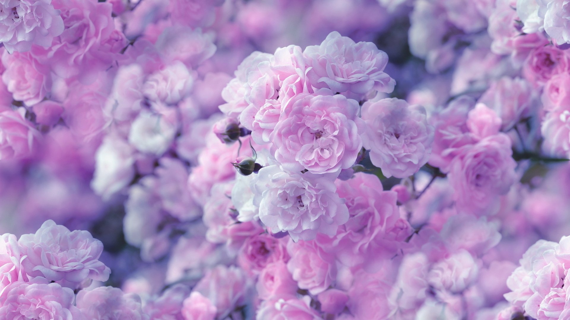 Pink Flowers Hd Wallpapers