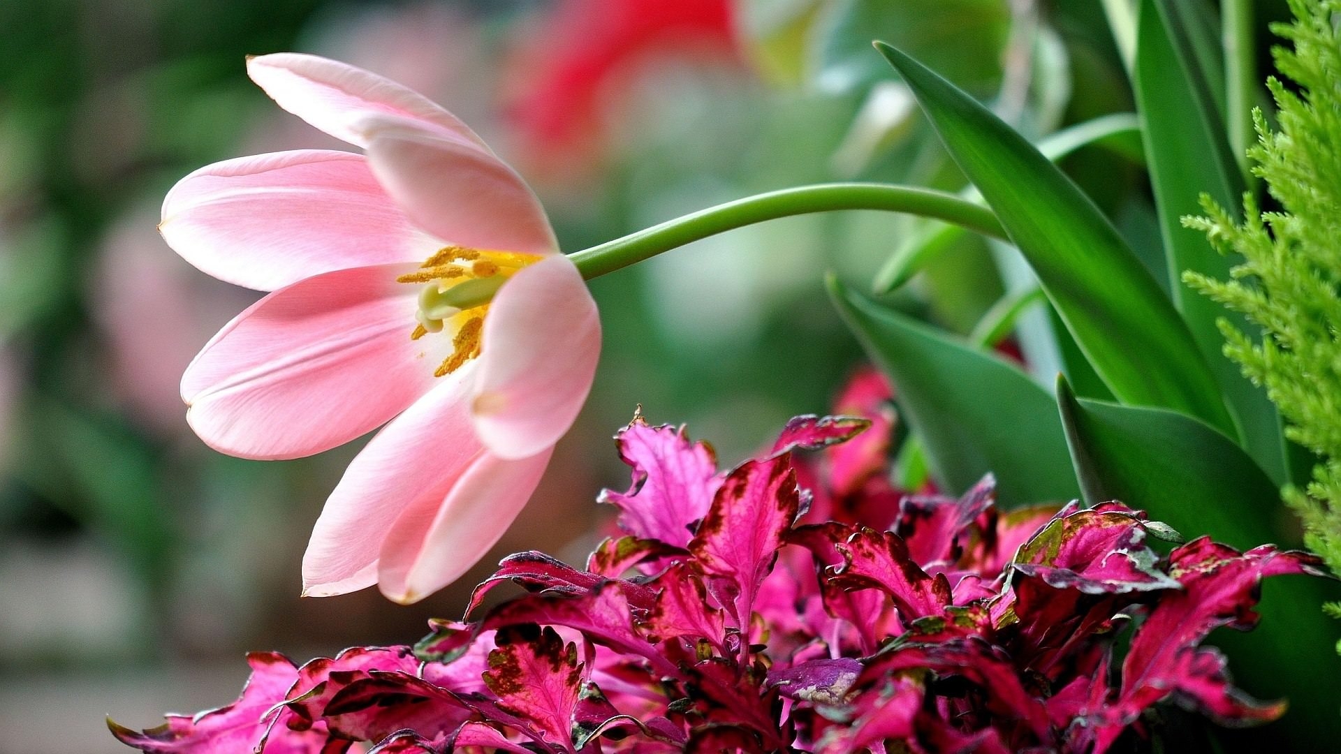 Pink Flowers Hd Wallpapers